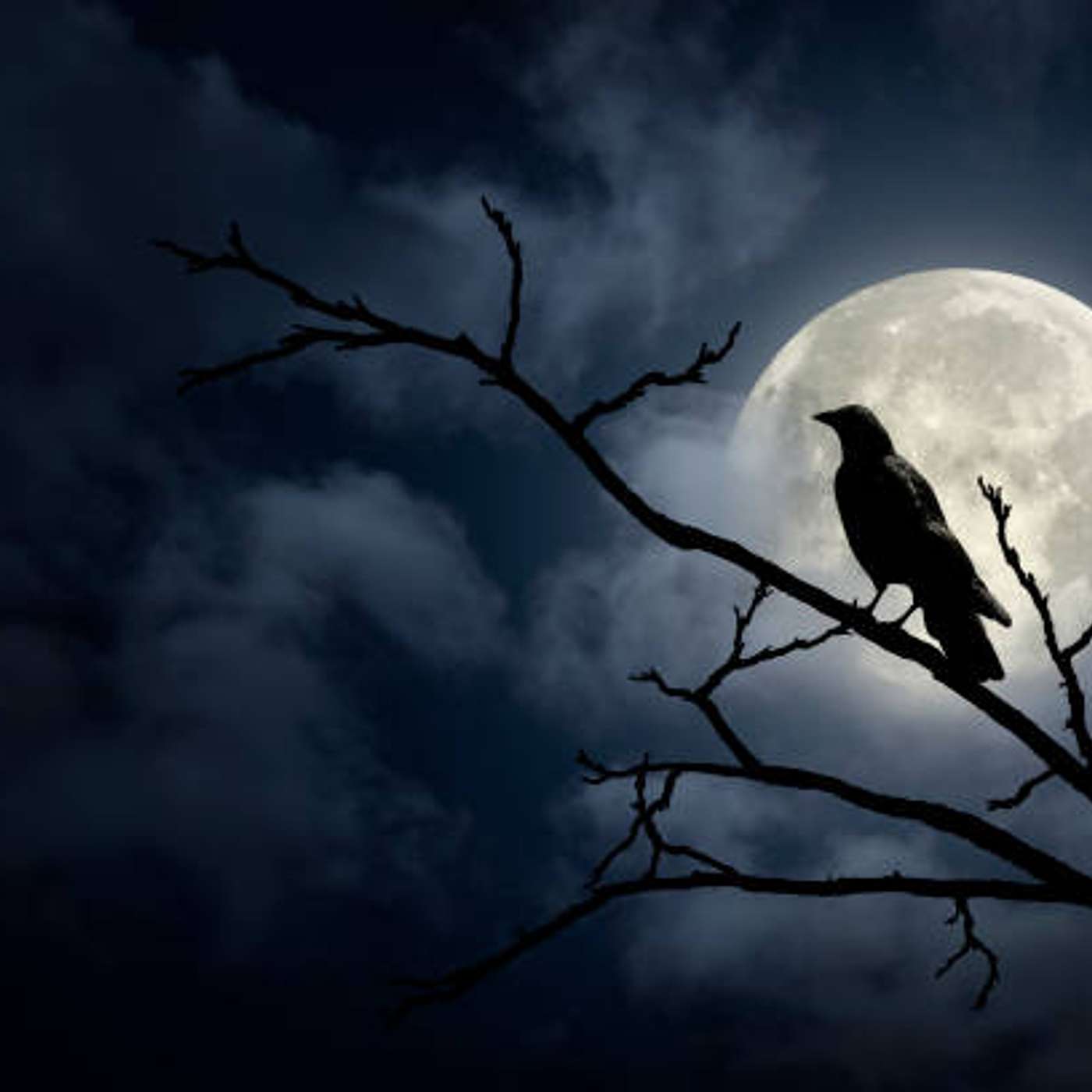 Teacher Tails - Karrer Shorts