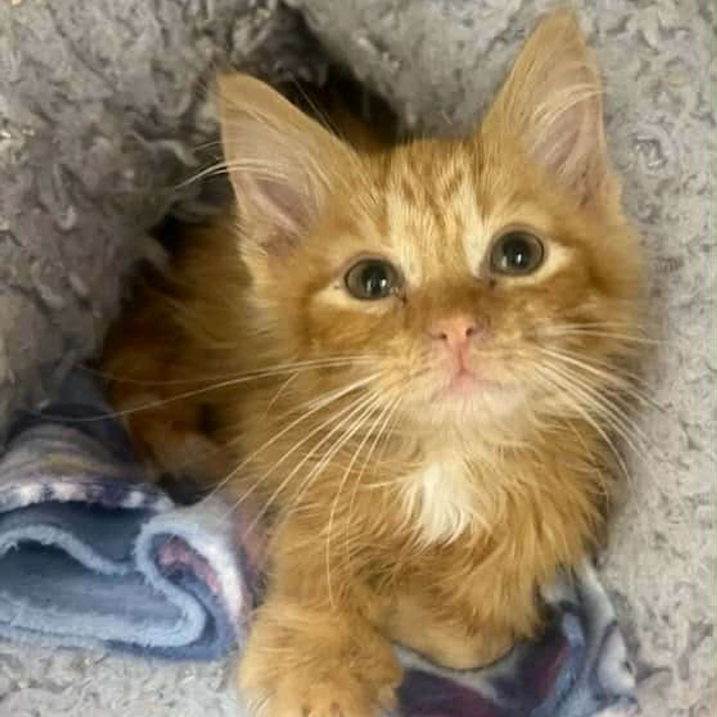 Let's meet Duncan...the LEGIT miracle kitten from the SPCA Serving Allegany County