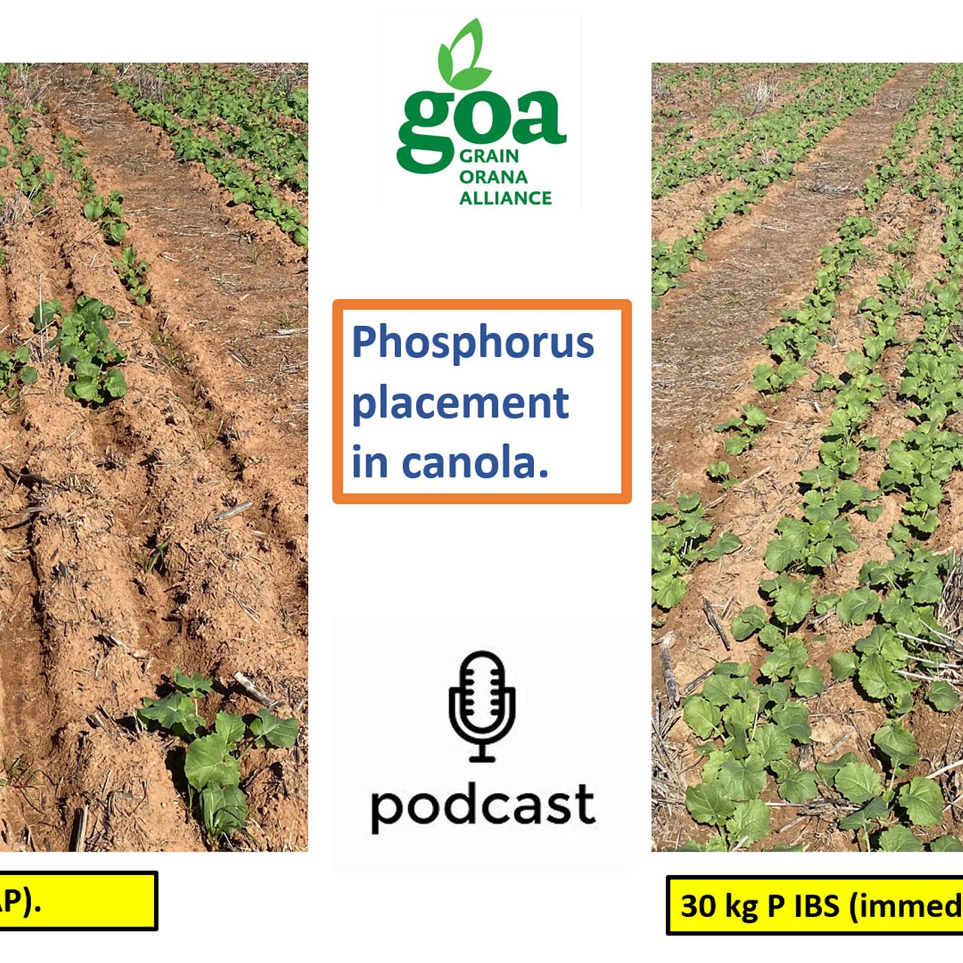 Optimising starter fertilizer placement in canola. episode artwork