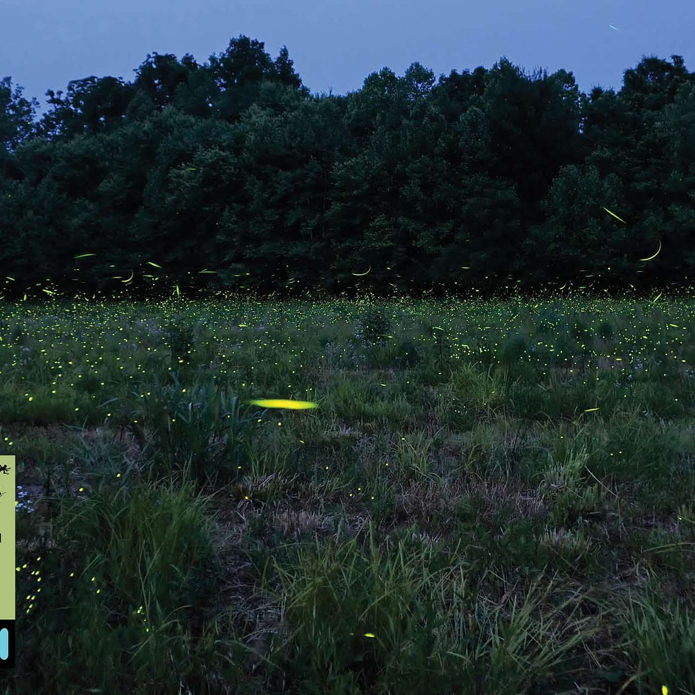 Bug Banter with the Xerces Society