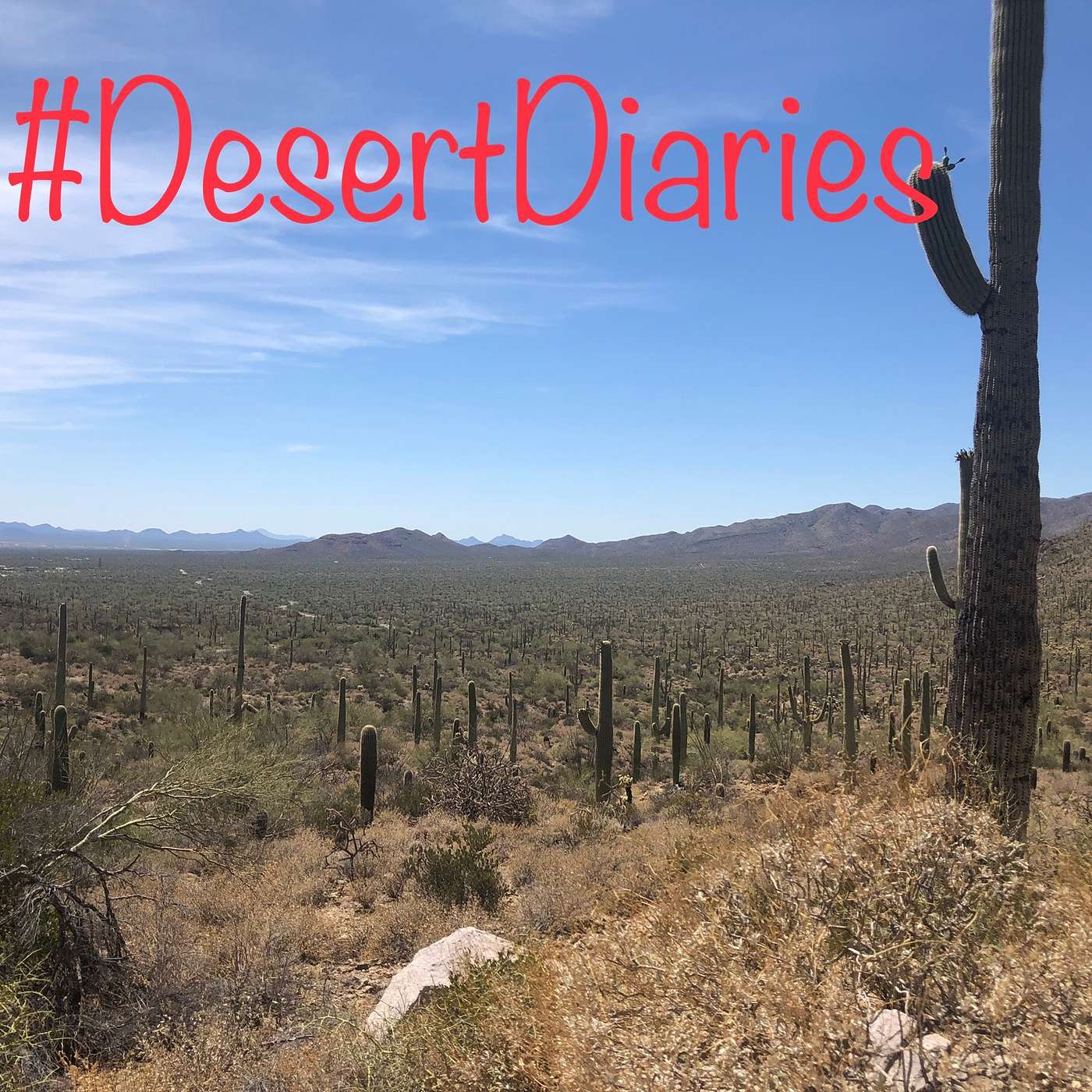 Week eight: Tucson, saguaros and dive in movies