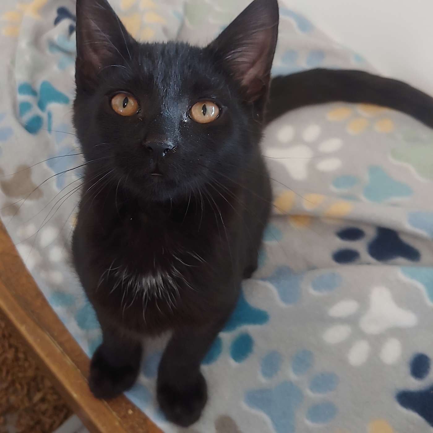 Meet the sleek black panthers at the SPCA Serving Allegany County! It's our POP-PAW-RAZZI!