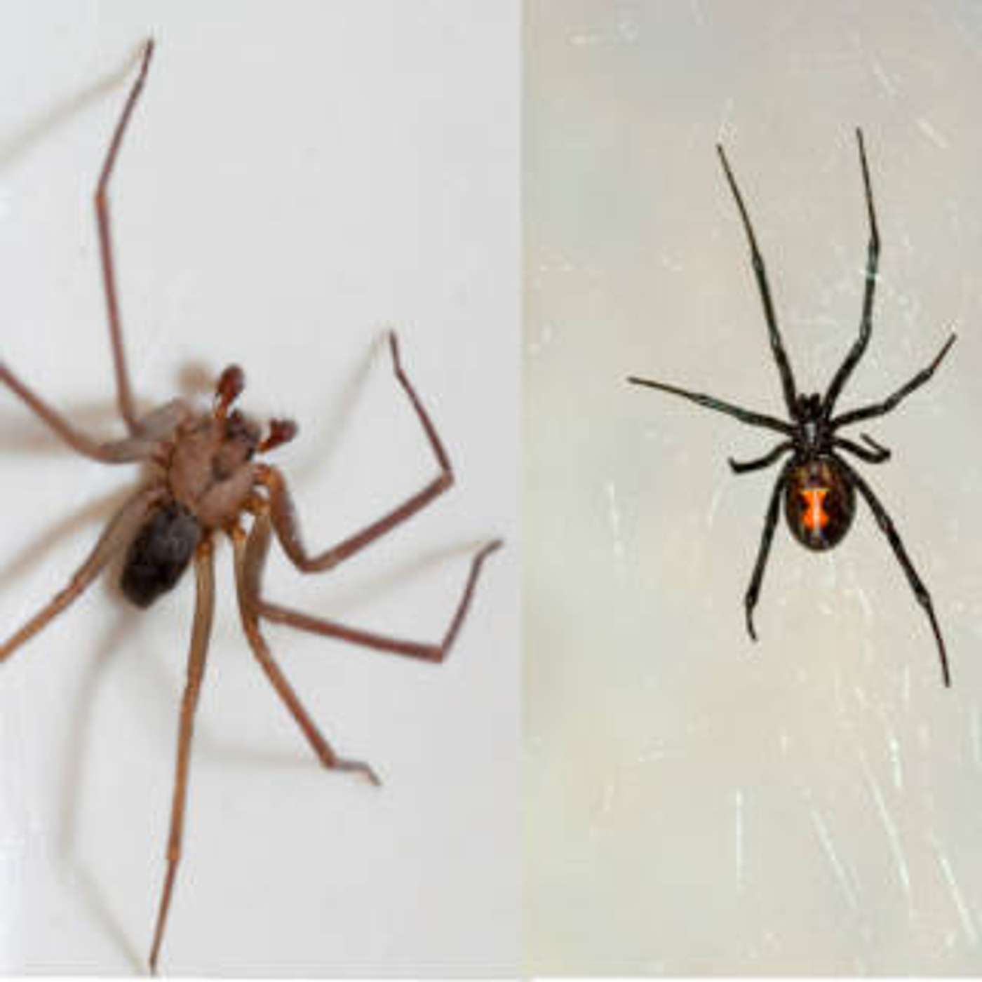 cover of episode Spider Bites