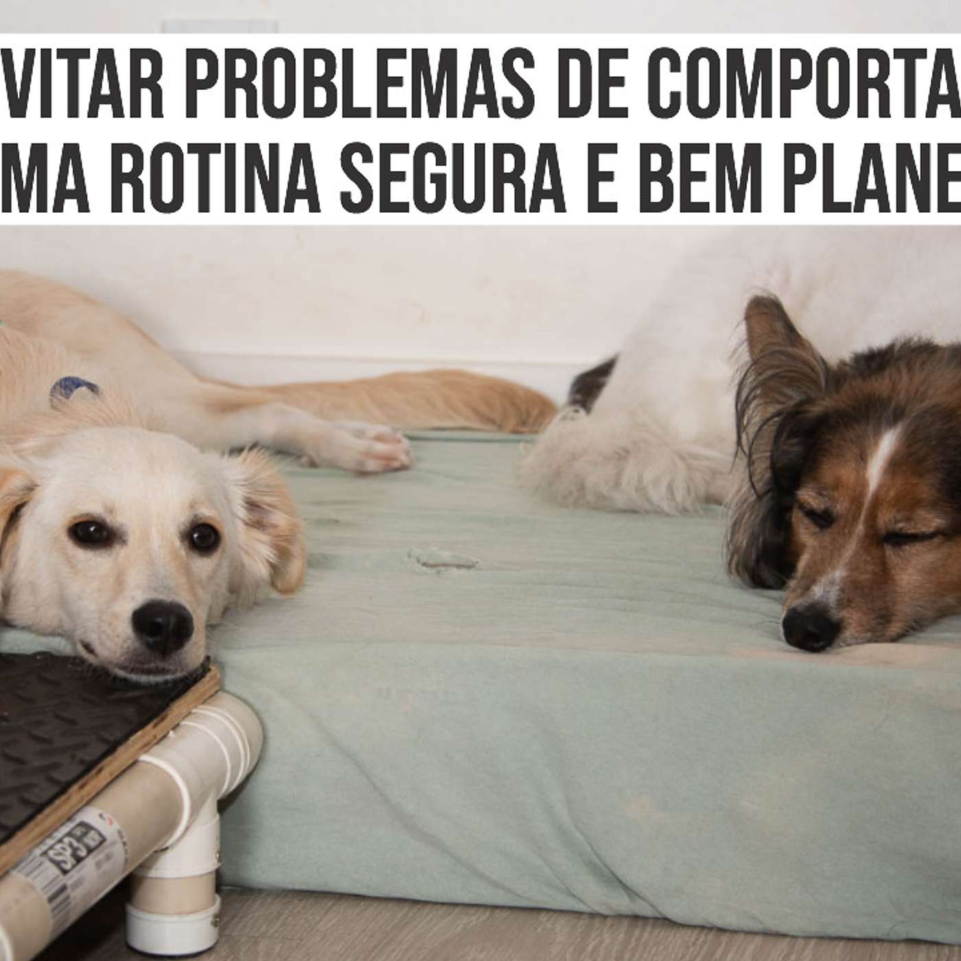 Como evitar problemas de comportamento com uma rotina segura e bem planejada. episode artwork