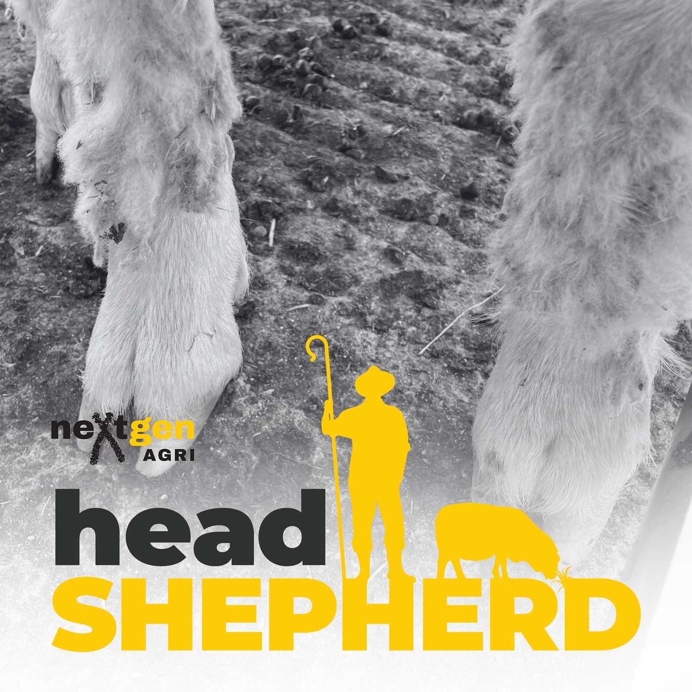 Results from the 'Genetics of foot health in Merinos' project with Gus Rose Results from the 'Genetics of foot health in Merinos' project with Gus Rose