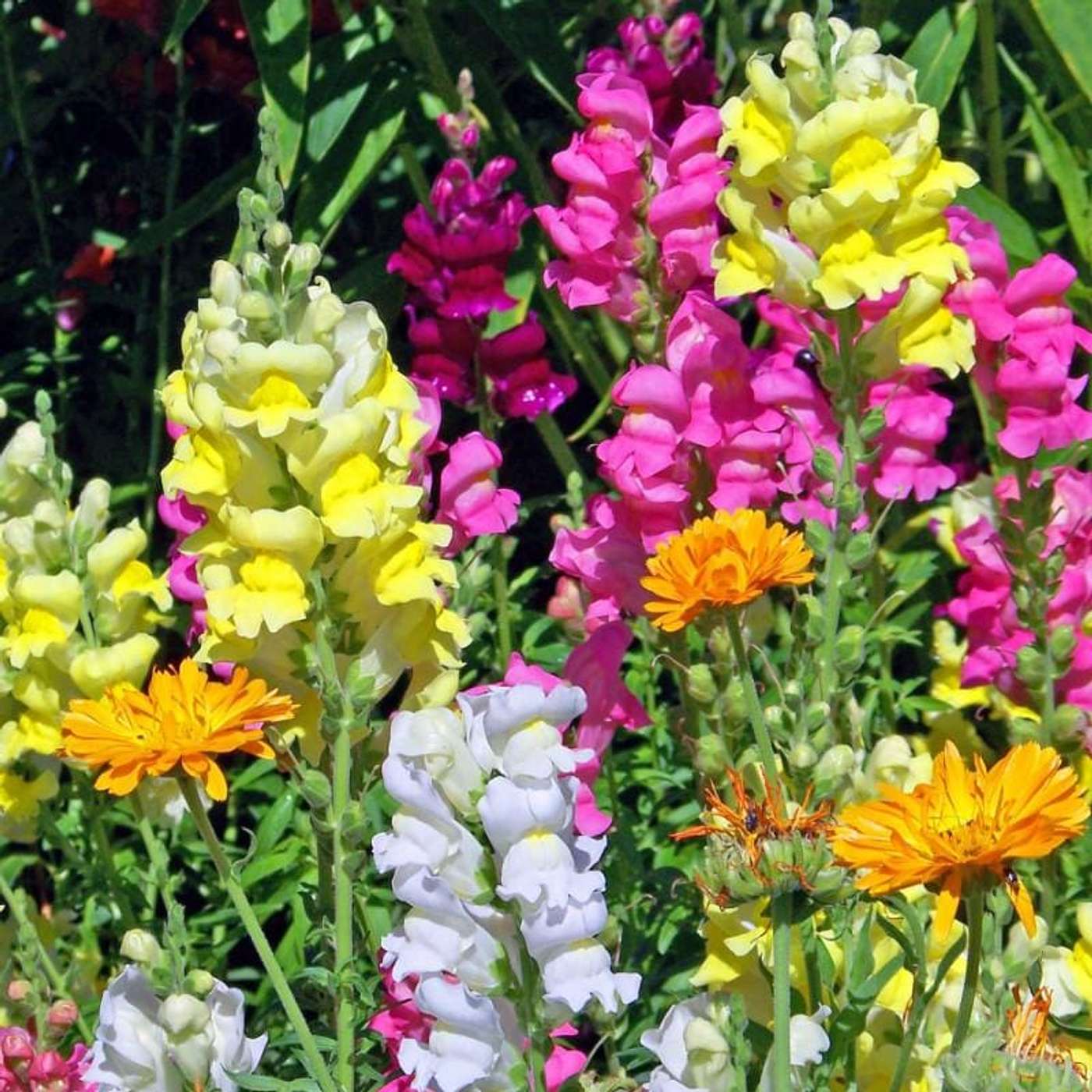 Ep 307: "Mine, the Unseen to Display" — Snapdragons and Cardinal Newman episode artwork