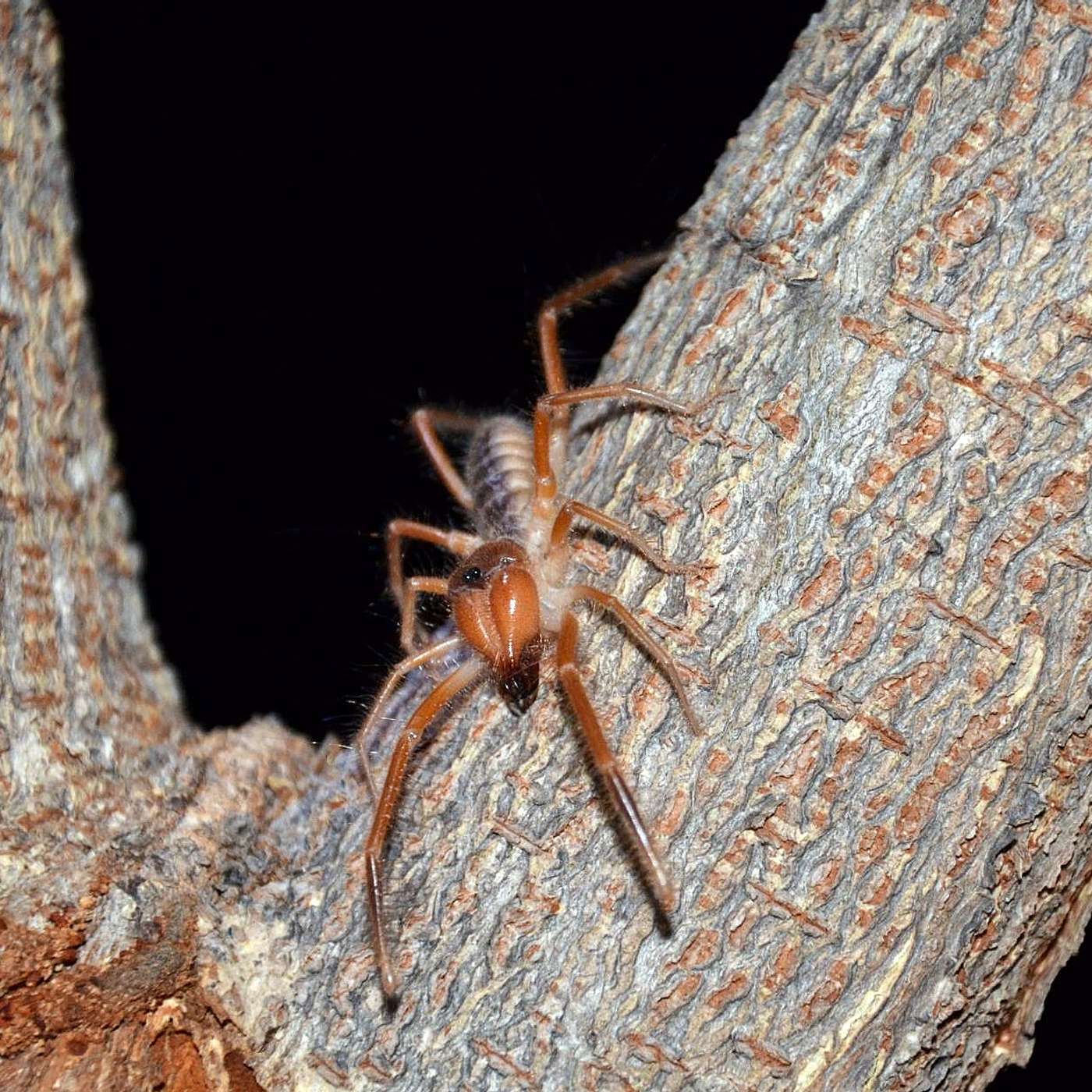 Speedy, Hairy, and Harmless: Solifuges