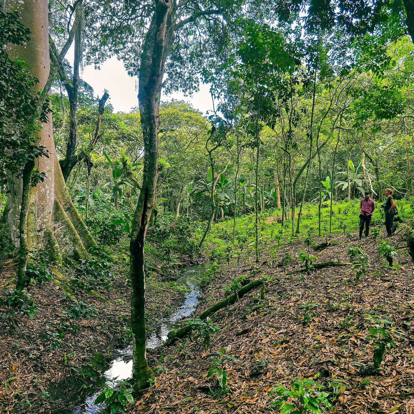 E96 – Kaffeebauern werden - oder nicht?