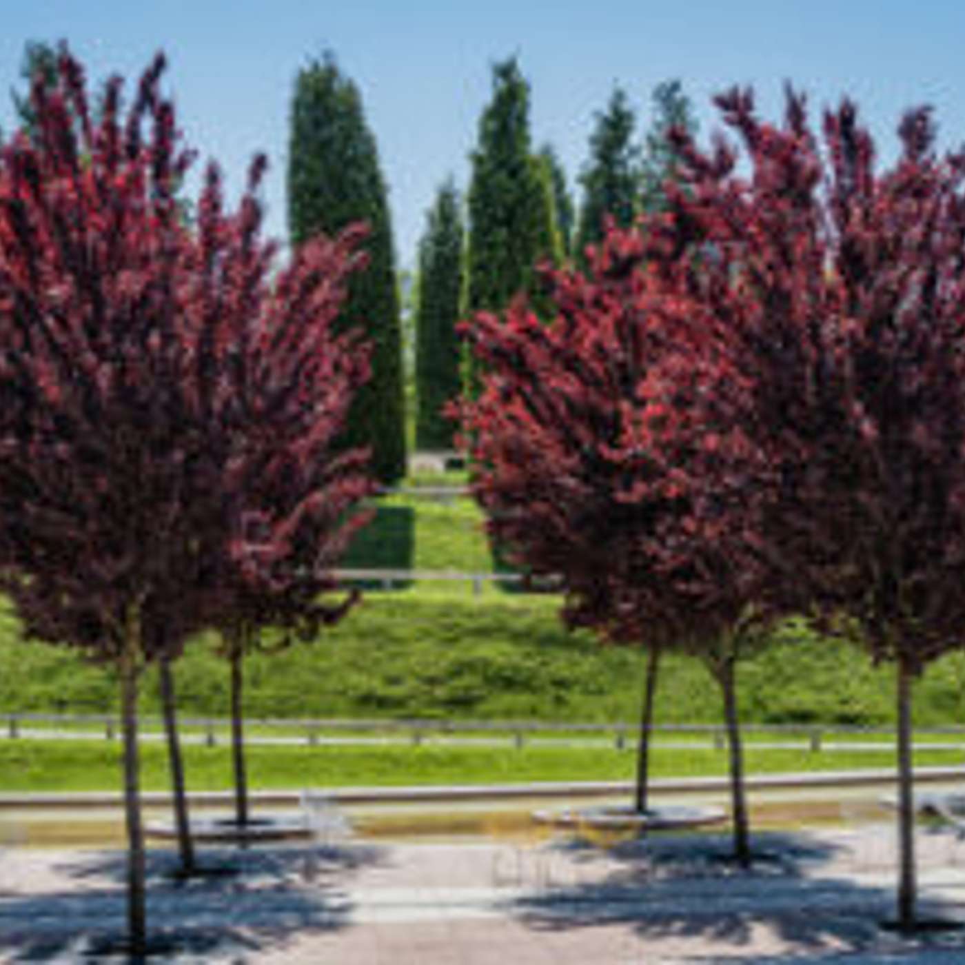 Avondale Tree Inventory Initiative episode artwork