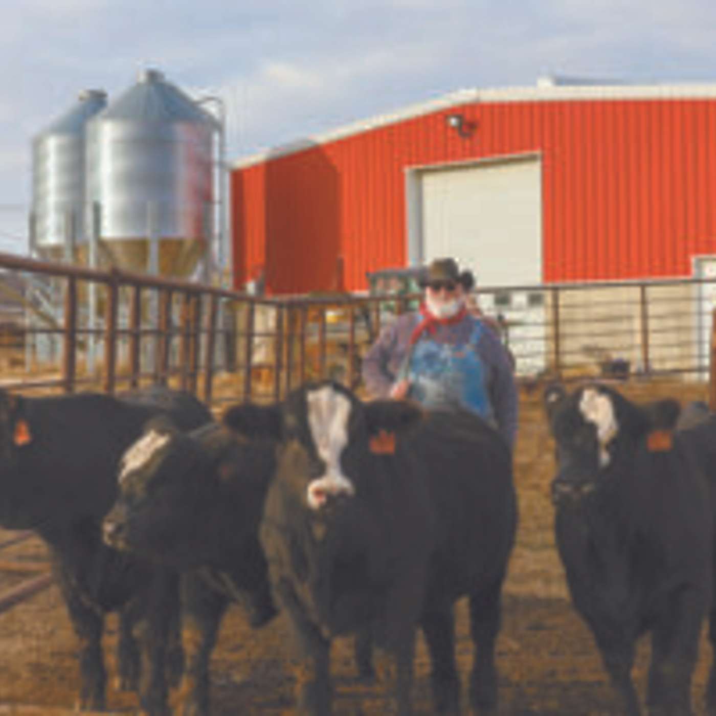 Quad Calves Sell