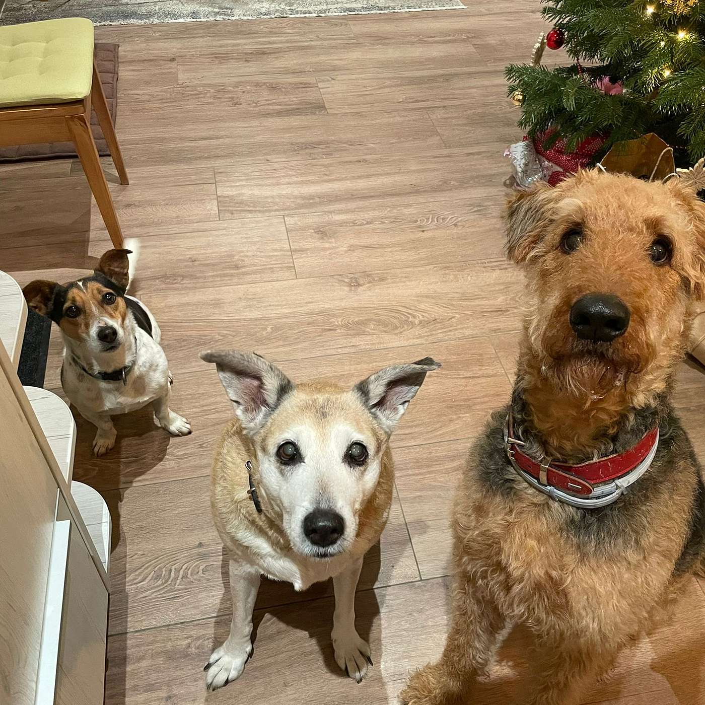 Can your dog help you improve communication? Yip!