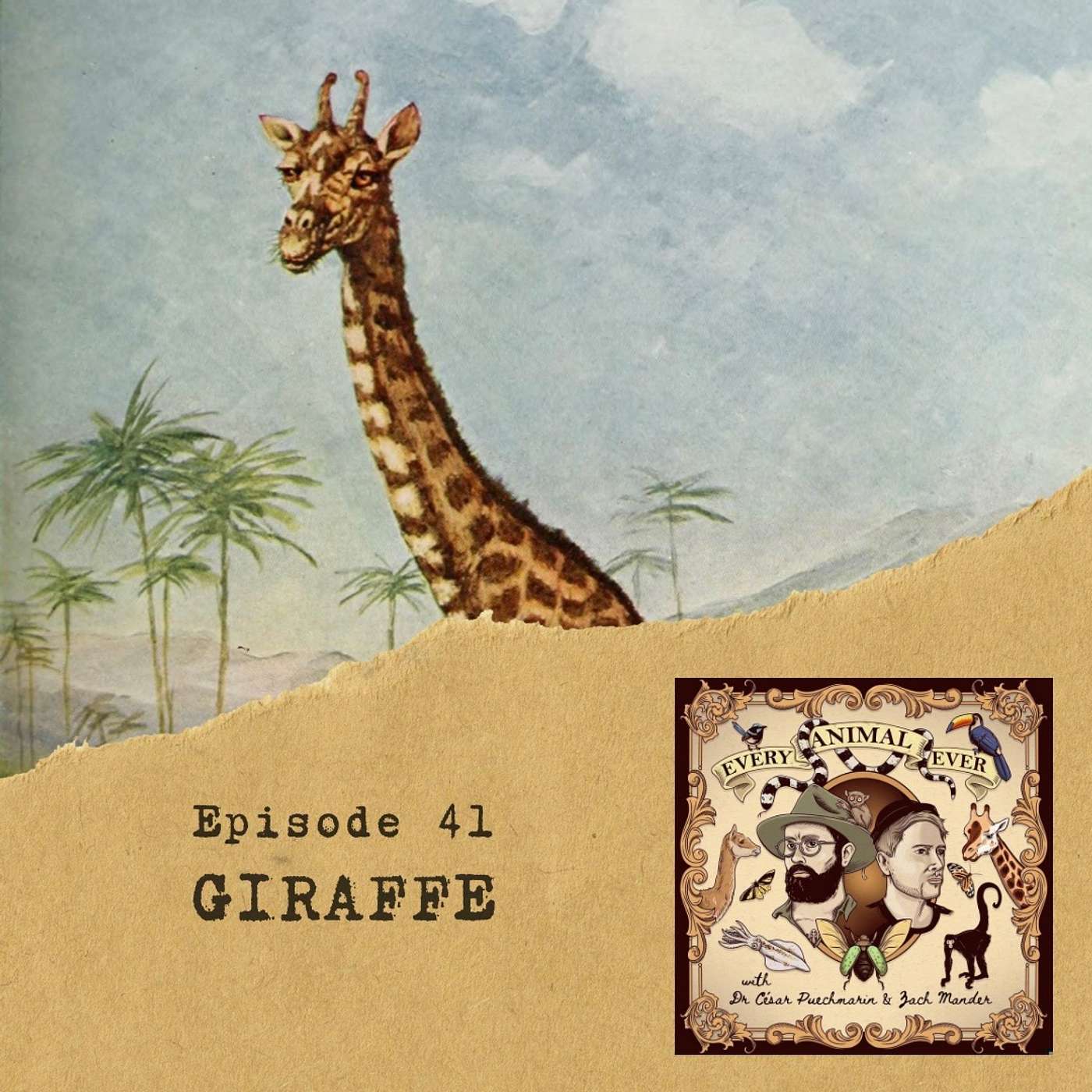 41 - Giraffe