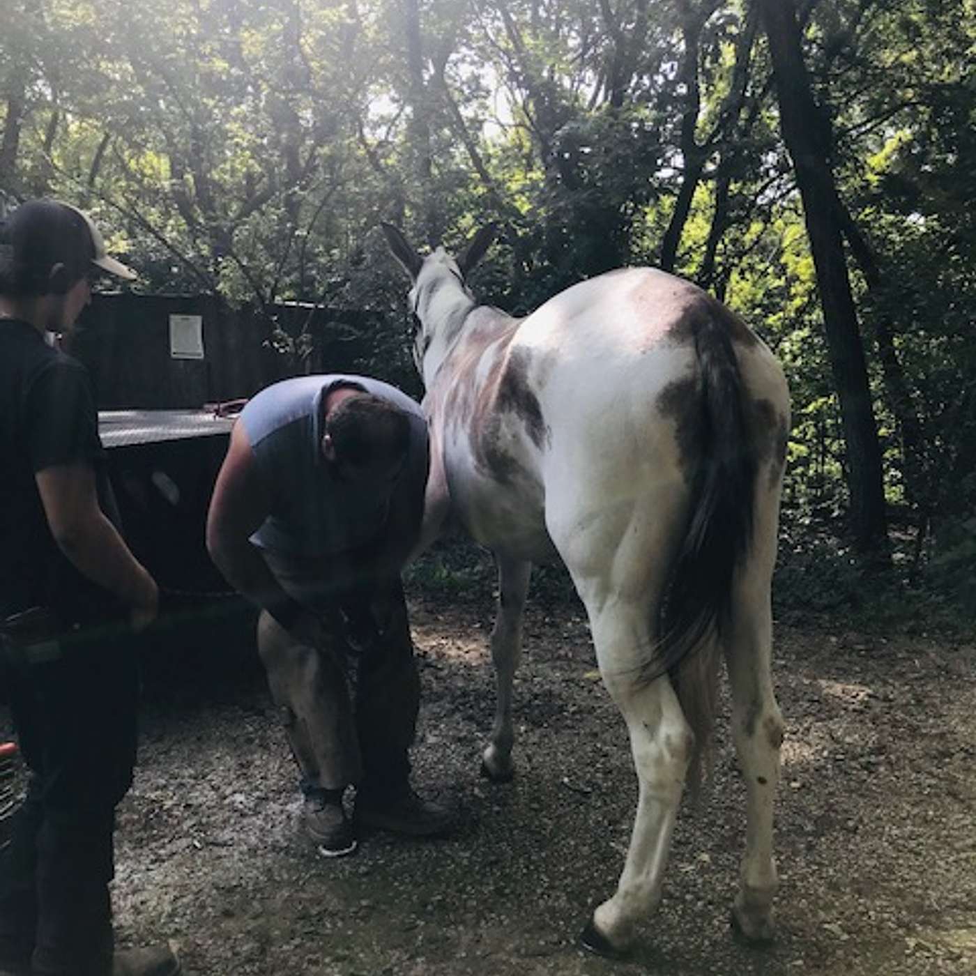 Horse Shoer, Certified Farrier Kevin King on Mule Talk!