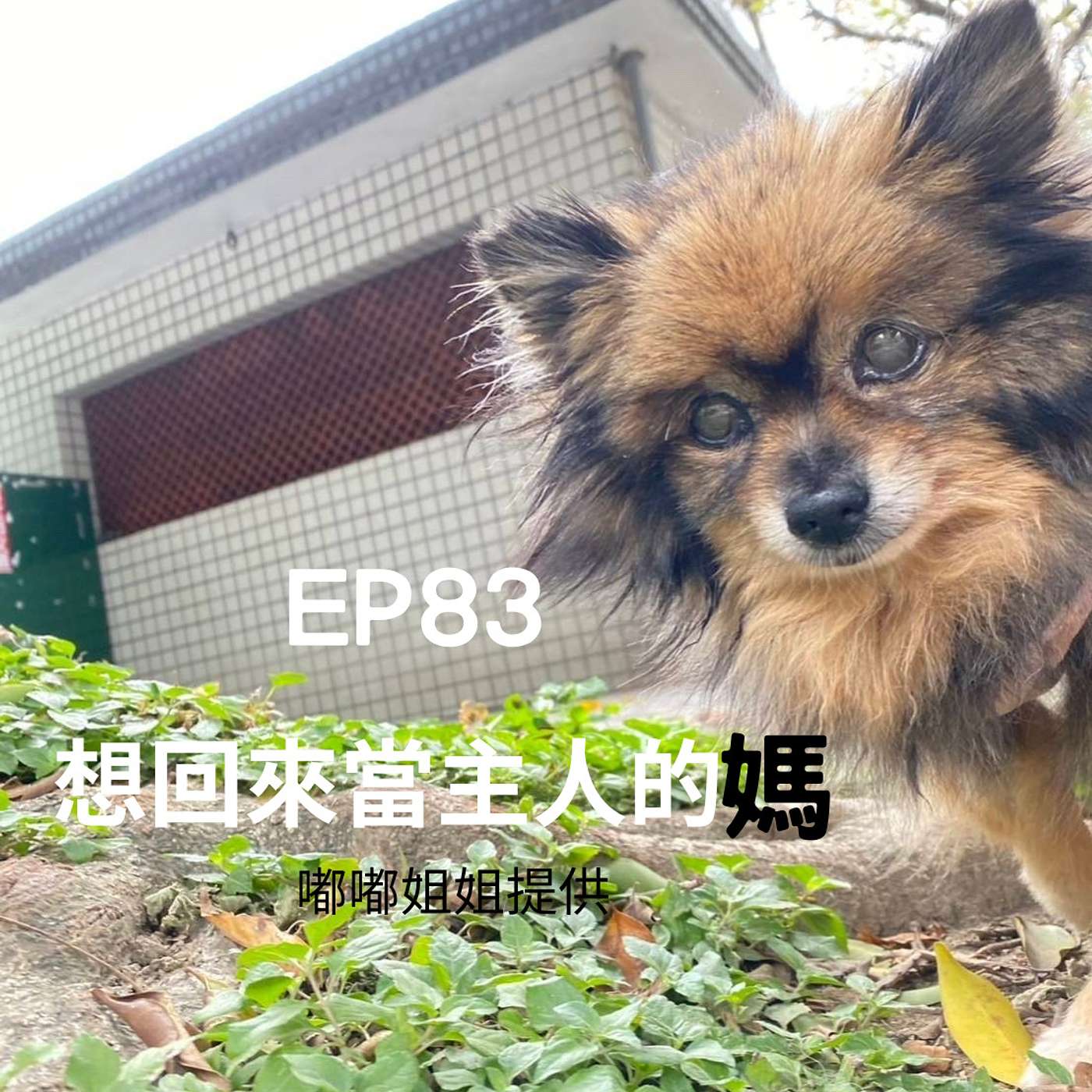 從0到1媒體人X斜槓 EP83姐姐:你會回來當我孩子嗎？博美:我想回來當你媽 episode artwork