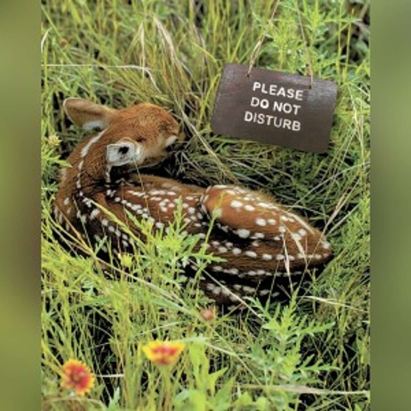 Look, don't touch -- leave baby wildlife where you find them episode artwork