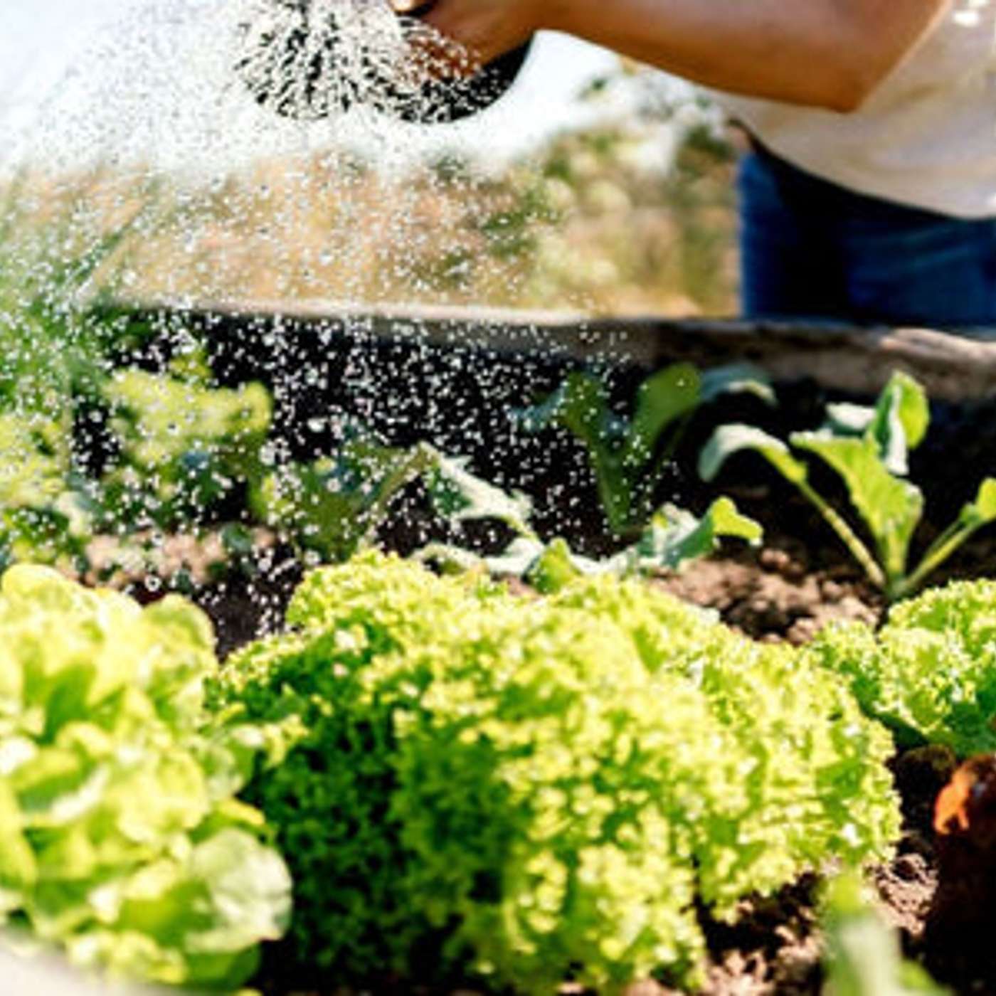 How to Prepare a Garden Bed for Planting Vegetables?