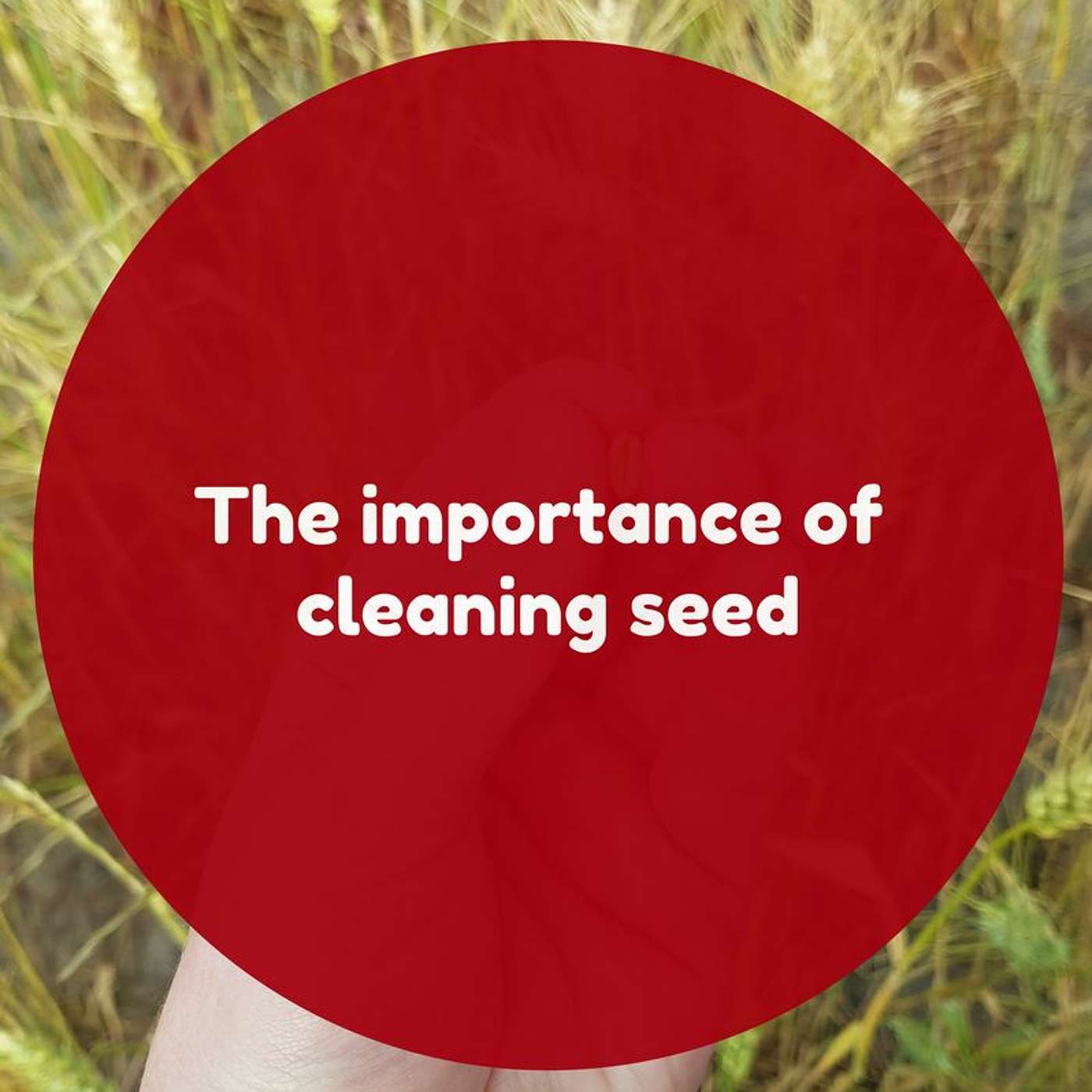 The importance of cleaning seed
