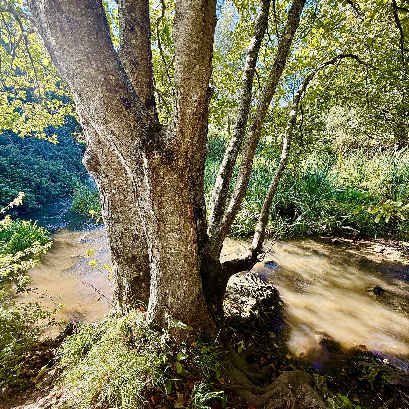 Gretel le Maître Ponders Beauty, with Bede & other guests