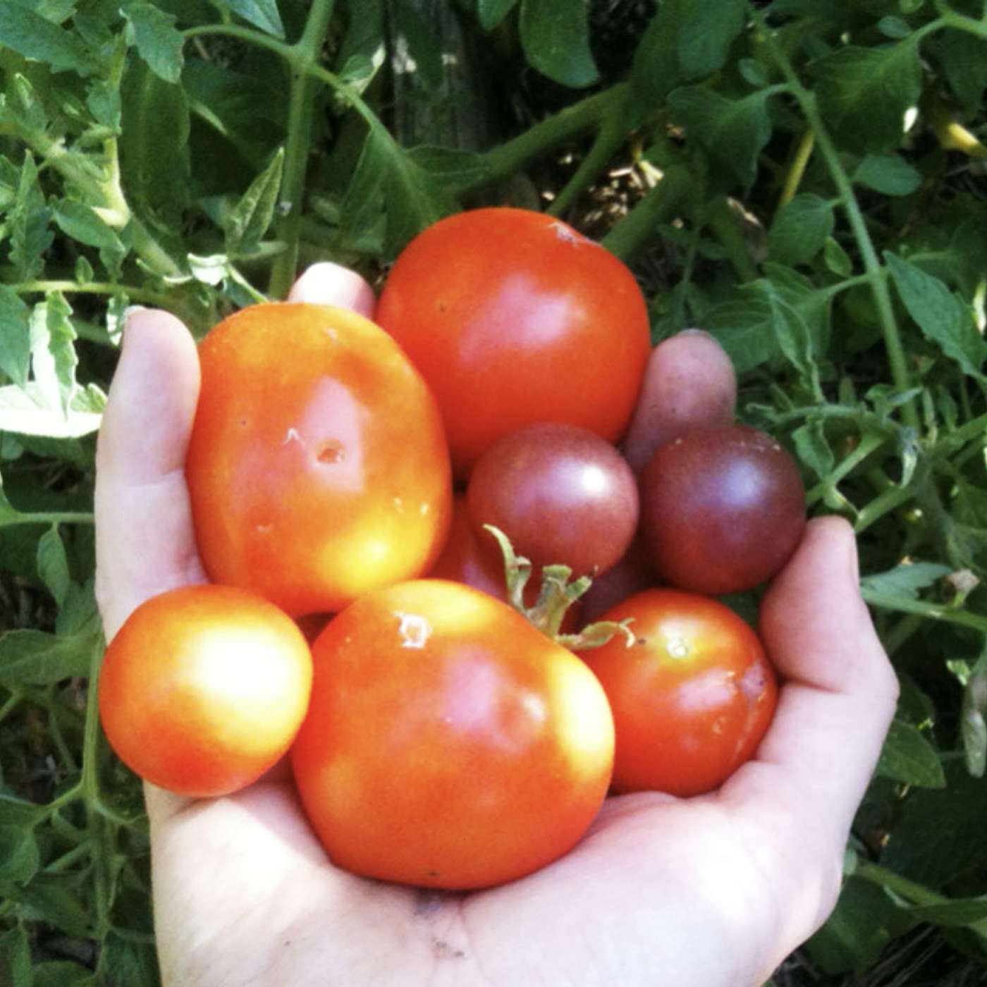 Growing Bigger Better Tomatoes