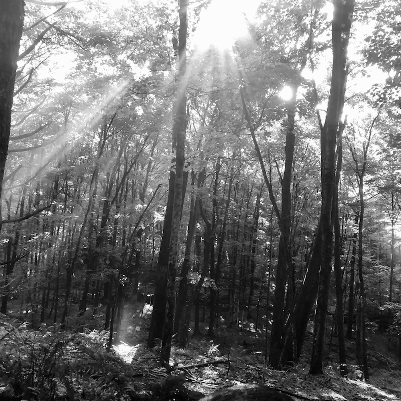 The Hearth of Sap Bush Hollow