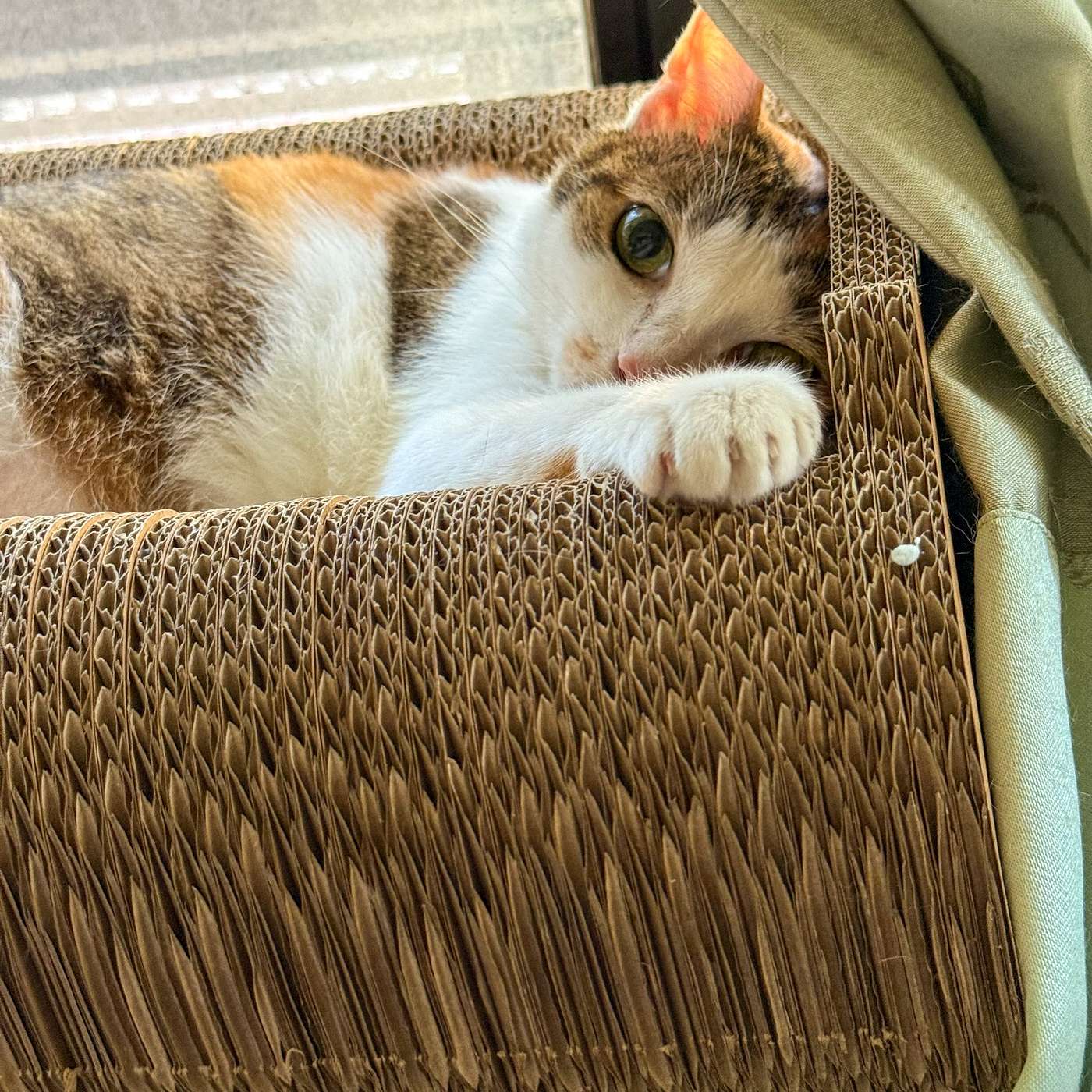 【鮑鮑報報EP44】AI時代，歷史學者等著被淘汰！？