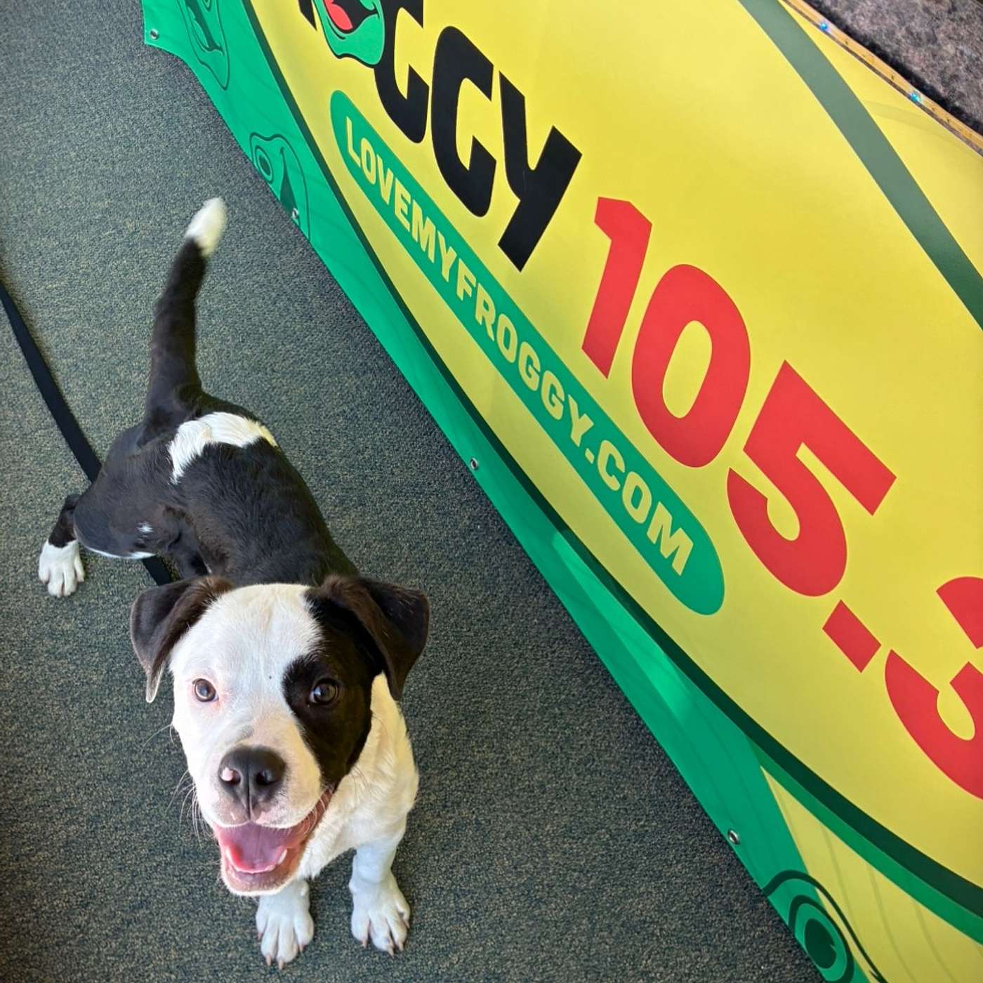 Hornell Area Humane Society (June 3rd, 2026) : Meet "Barney" episode artwork