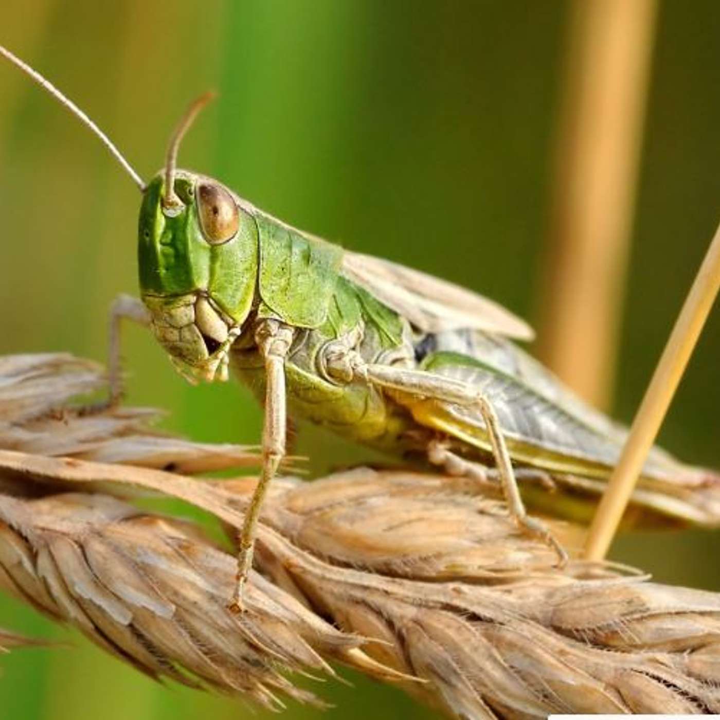 Episode 143: Protecting your food from pests
