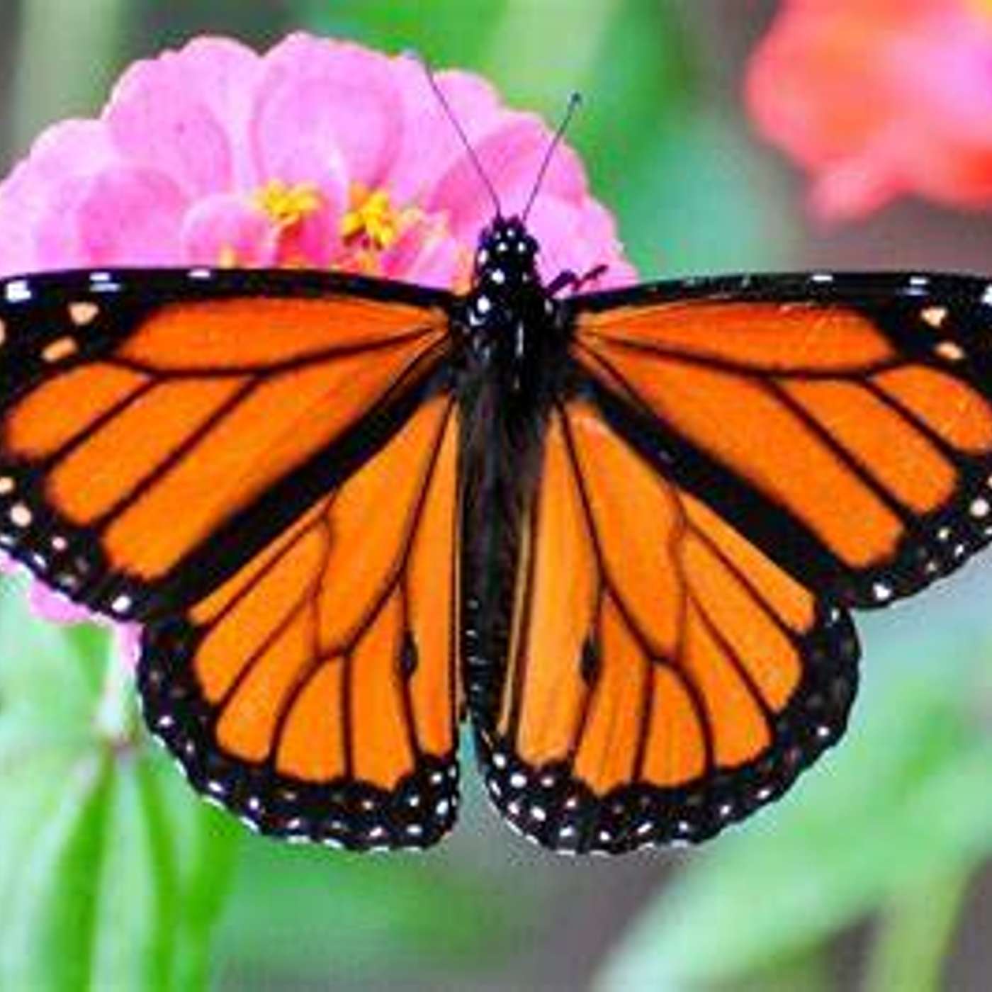 Good trees and some butterfly news episode artwork