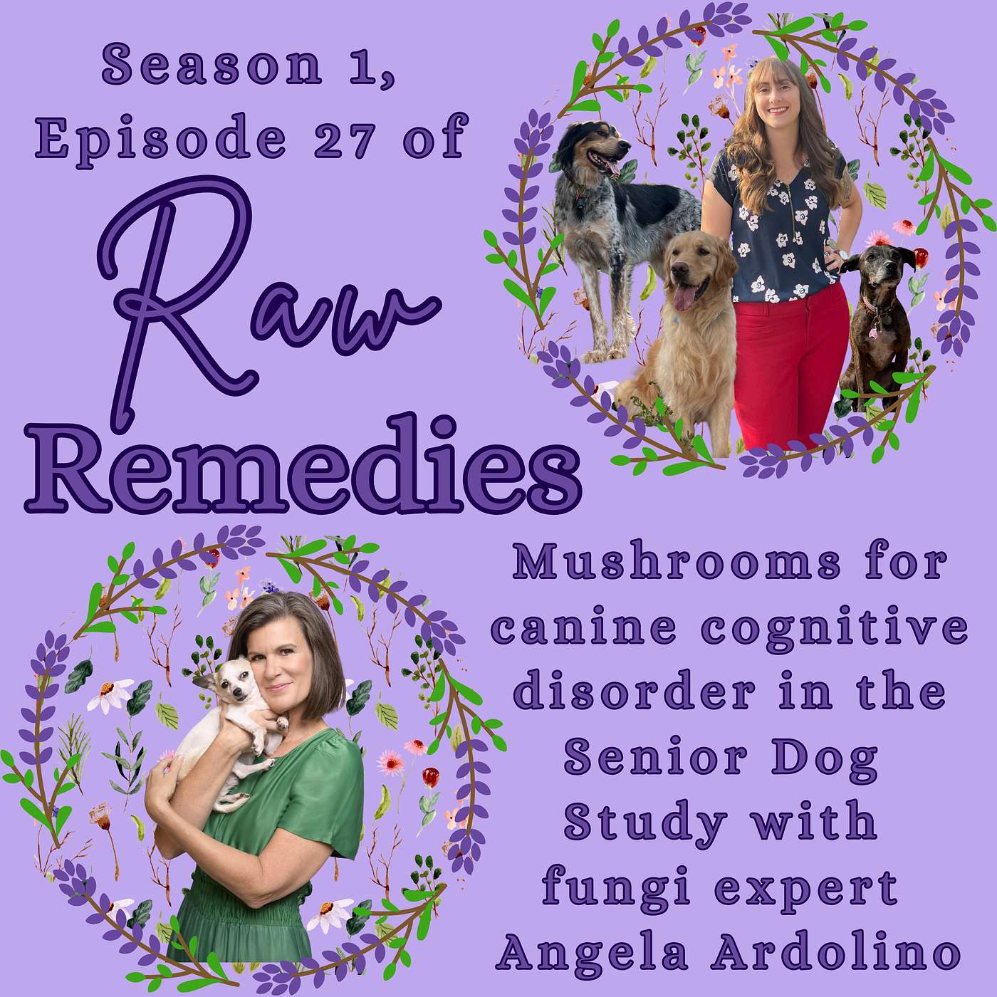 Mushrooms for canine cognitive disorder in the senior dog study with Angela Ardolino