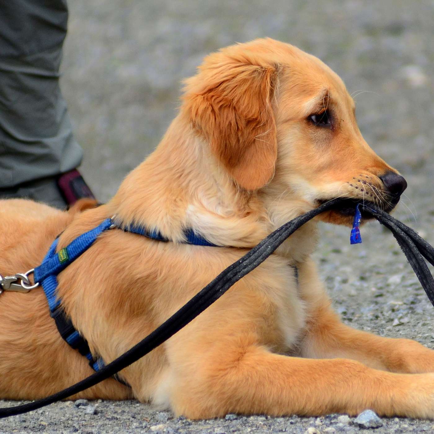 43 - Å ha hund vs å trene hund