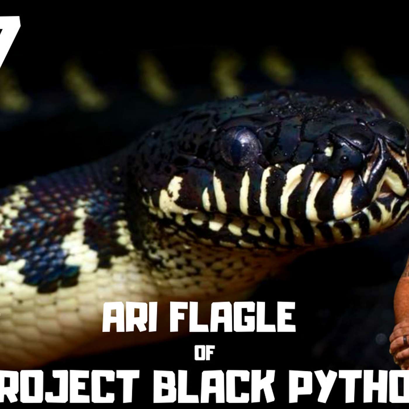 #147 ARI FLAGLE OF PROJECT BLACK PYTHON & REPTILANDIA ZOO | SIMALIA BOELENI | TRAP TALK PODCAST