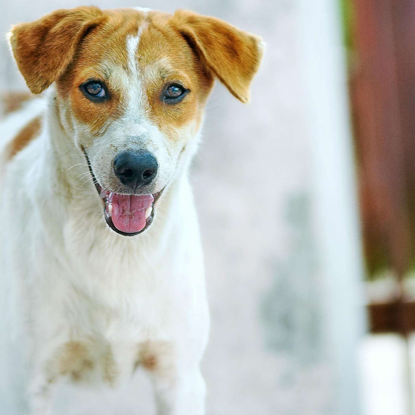 Easter Pet Care Tips