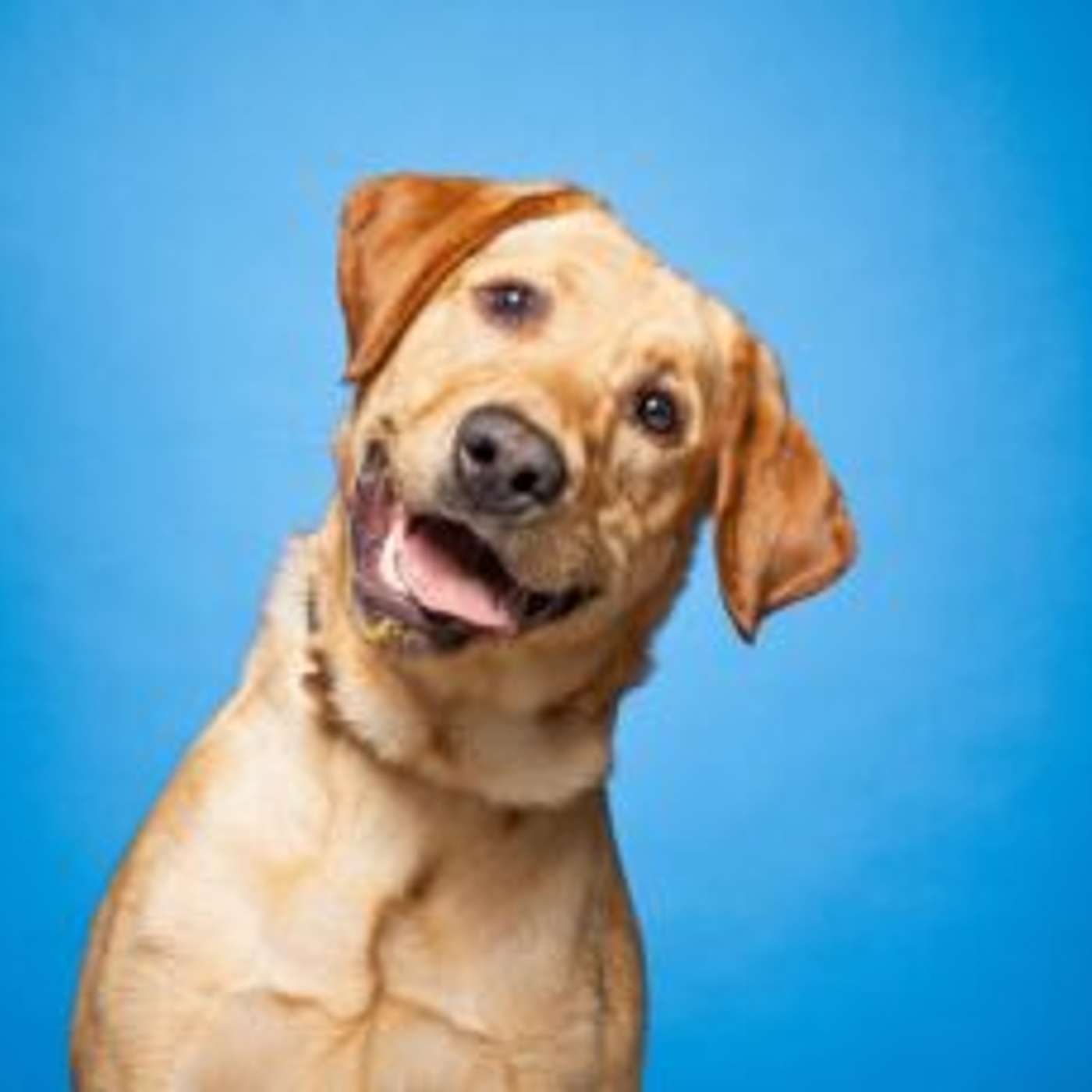 Repairs Force Temporary Bark Park Closure