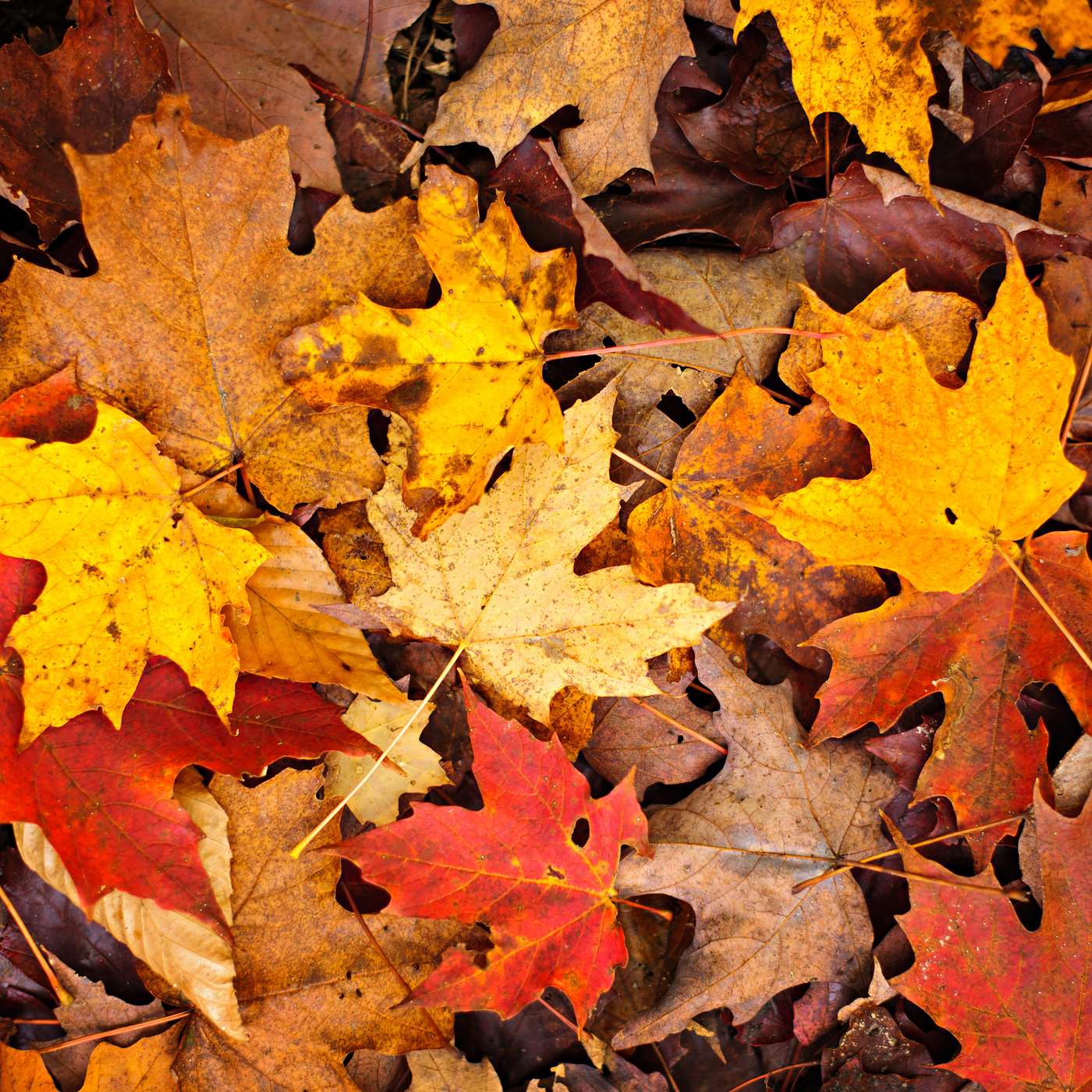 What Season Are You In?