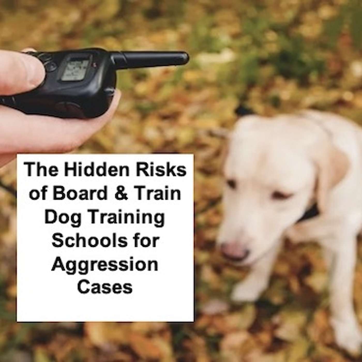 The Hidden Risks of Board & Train Dog Training Schools for Aggression Cases