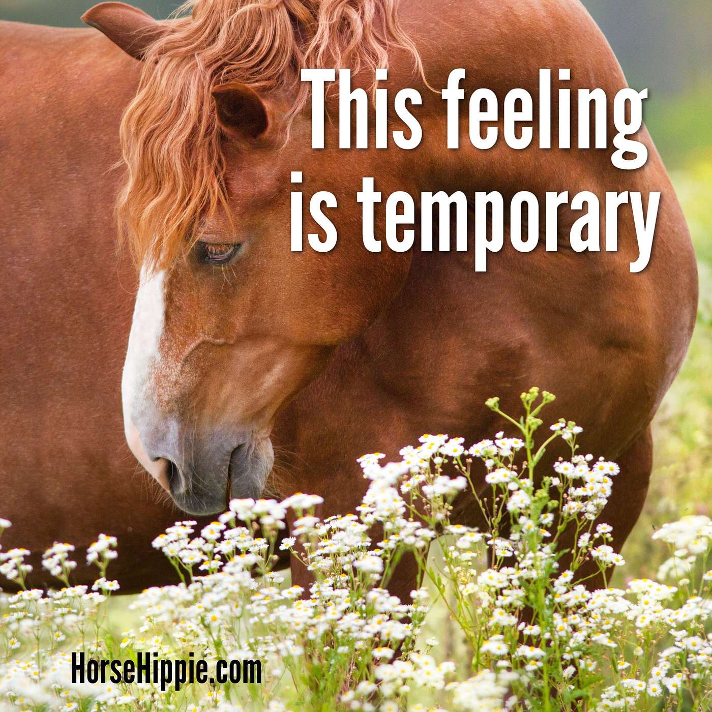 Feelings Are Temporary episode artwork
