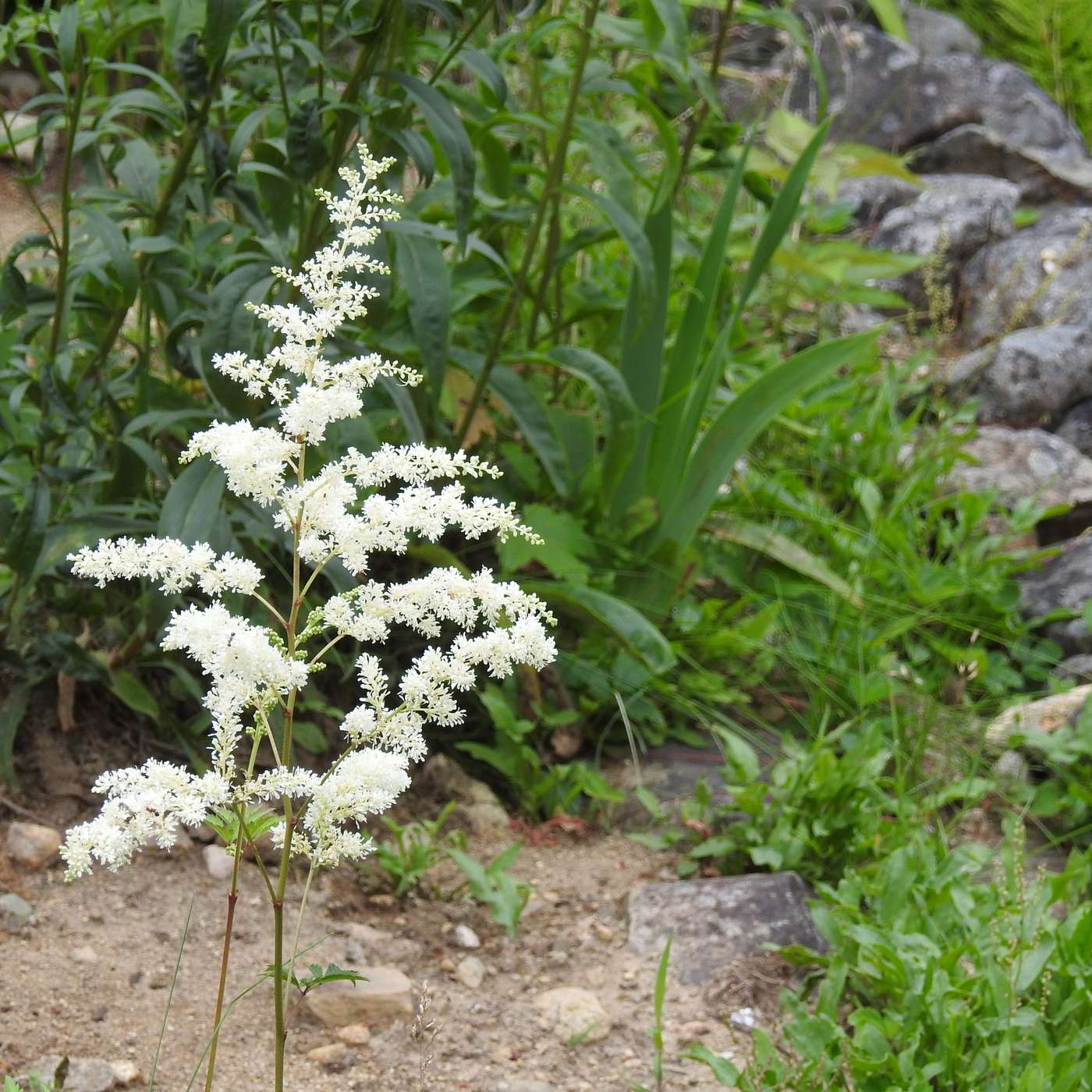 DELICATE WHITE ASTILBES
