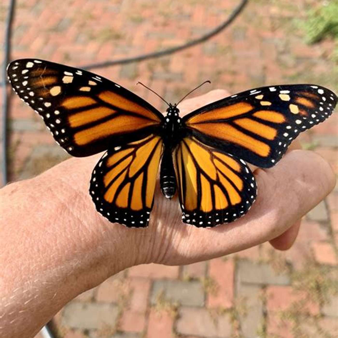 Monarchs are now listed as an endangered species...It may help save them episode artwork