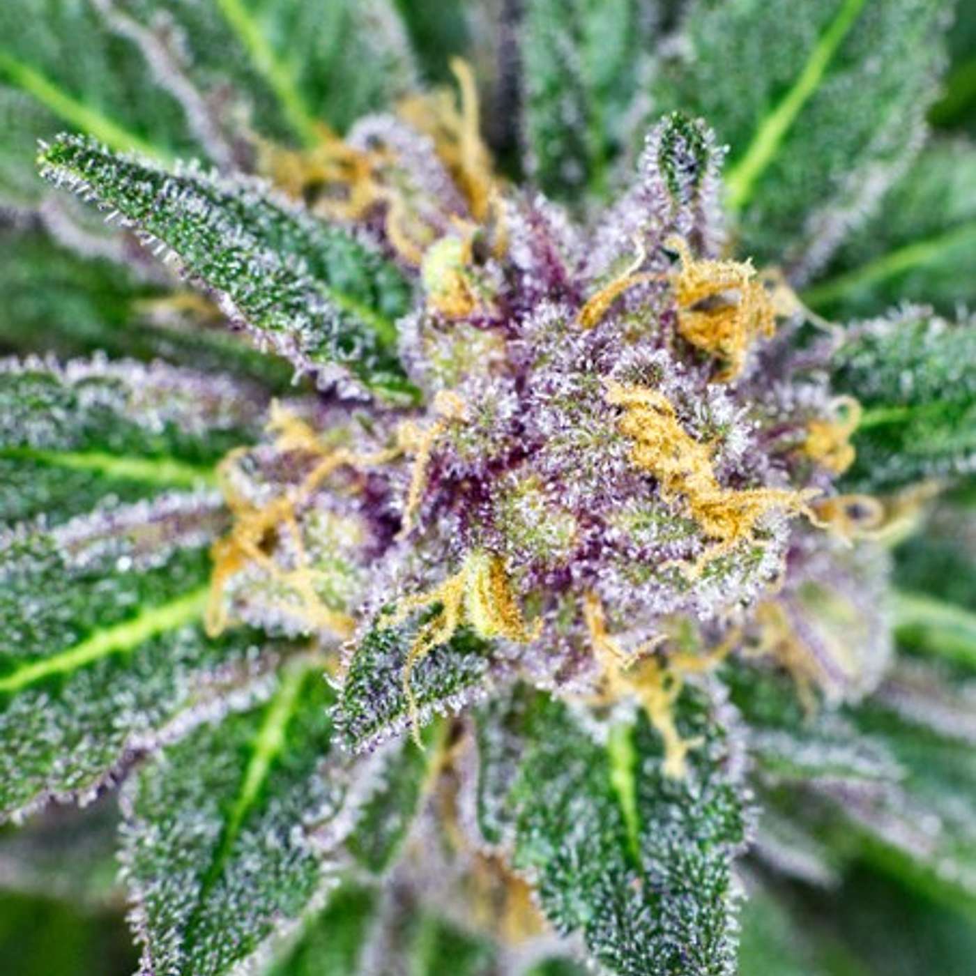 Episode #16 Choosing the Best Cannabis Genetics: 6 Key Tips for Growers episode artwork