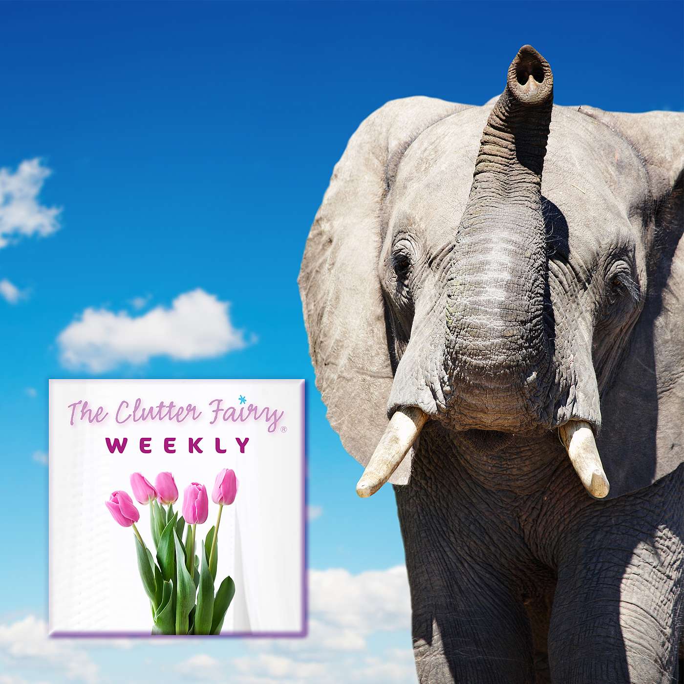 Eating an Elephant: The Power of Habits in a Decluttered Life - The Clutter Fairy Weekly #136
