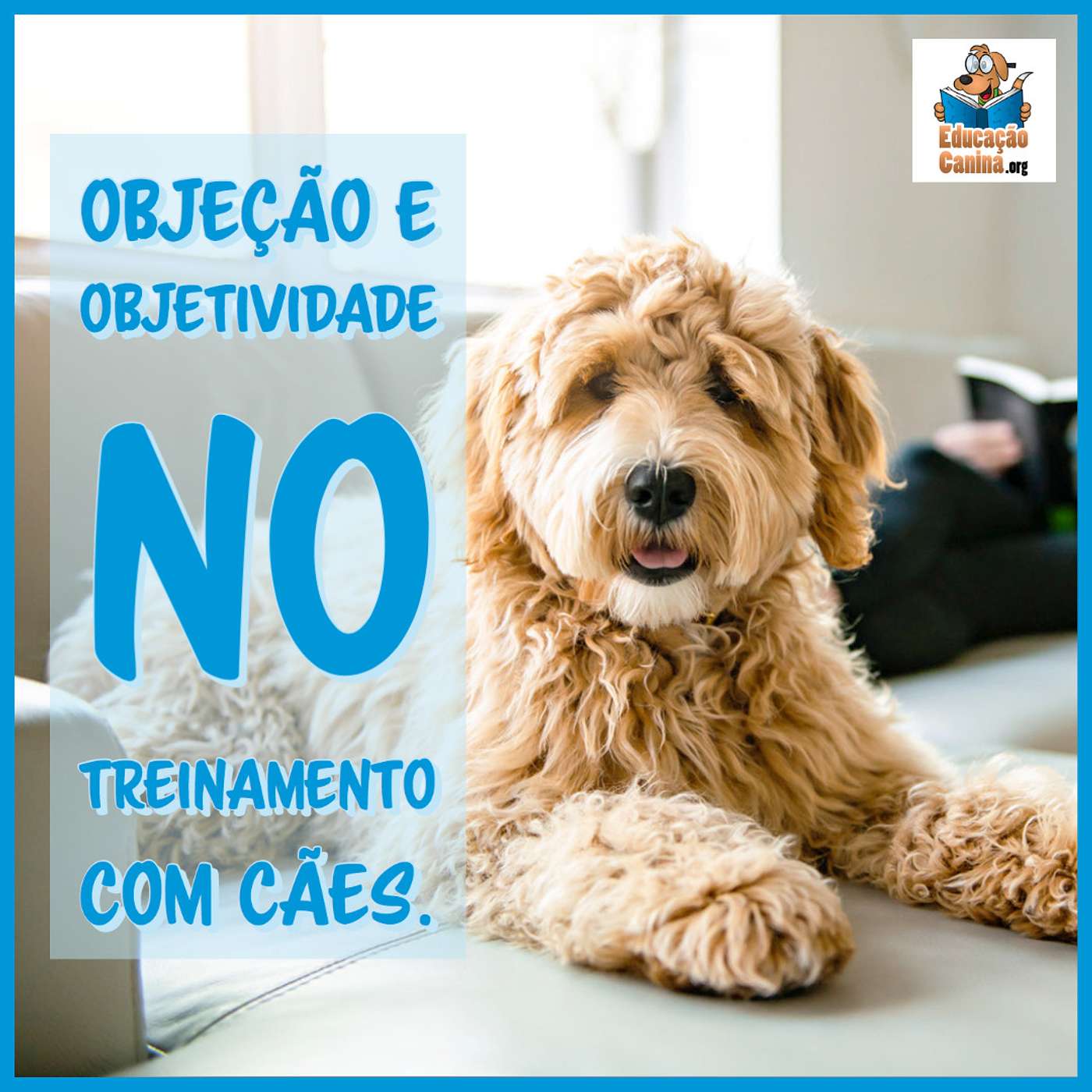 Objeção e objetividade no treinamento com cães.