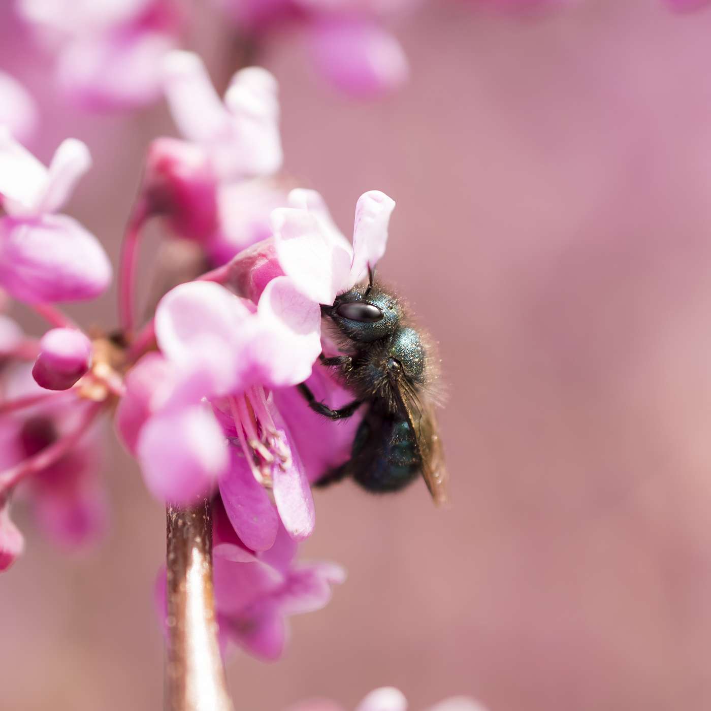 45. Plants in World Traditions- Welcoming Spring