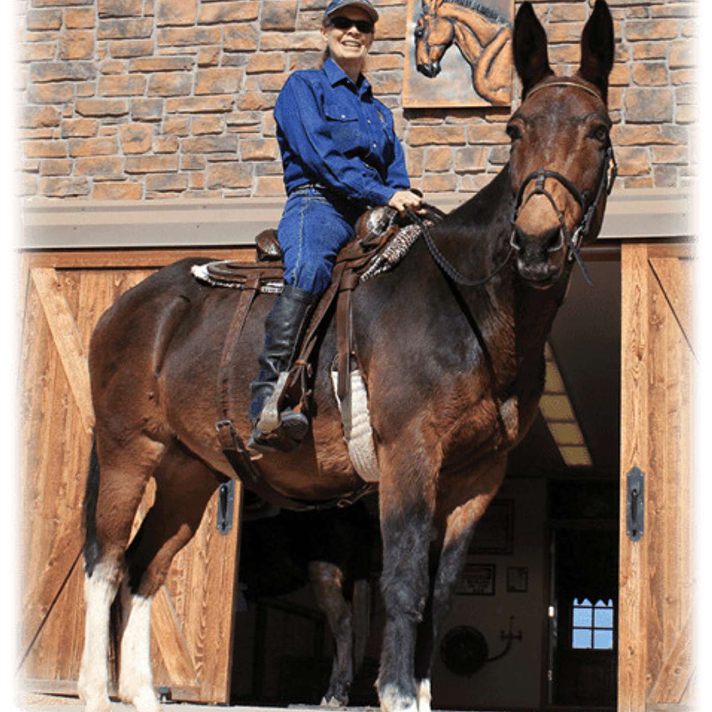 MULE TALK! THE PODCAST ABOUT MULES, MULE TRAINING, AND THE MULE INDUSTRY.