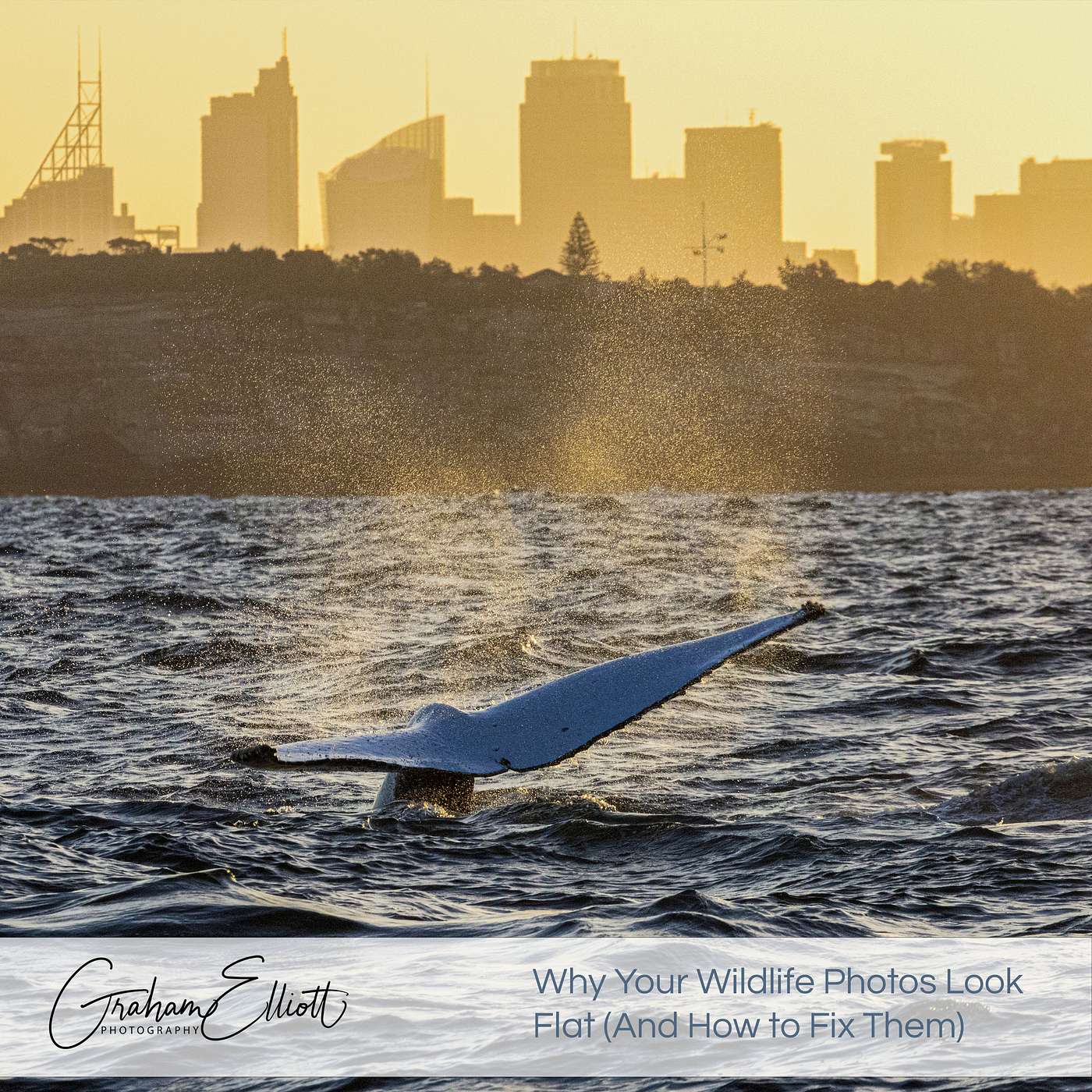 Why Your Wildlife Photos Look Flat (And How to Fix Them in the Field) — Wildlife and Adventure Photography cover
