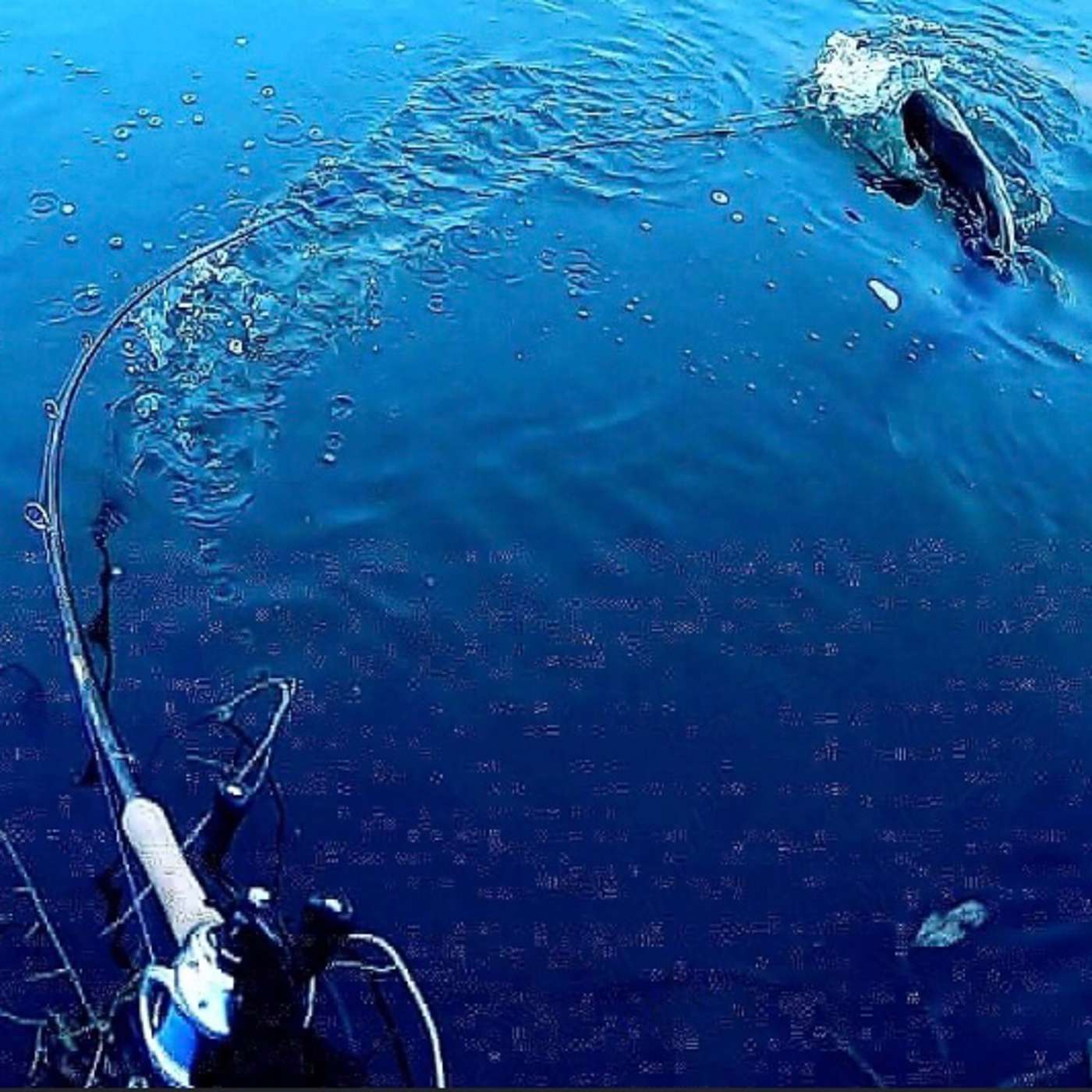 The Evolving Angler