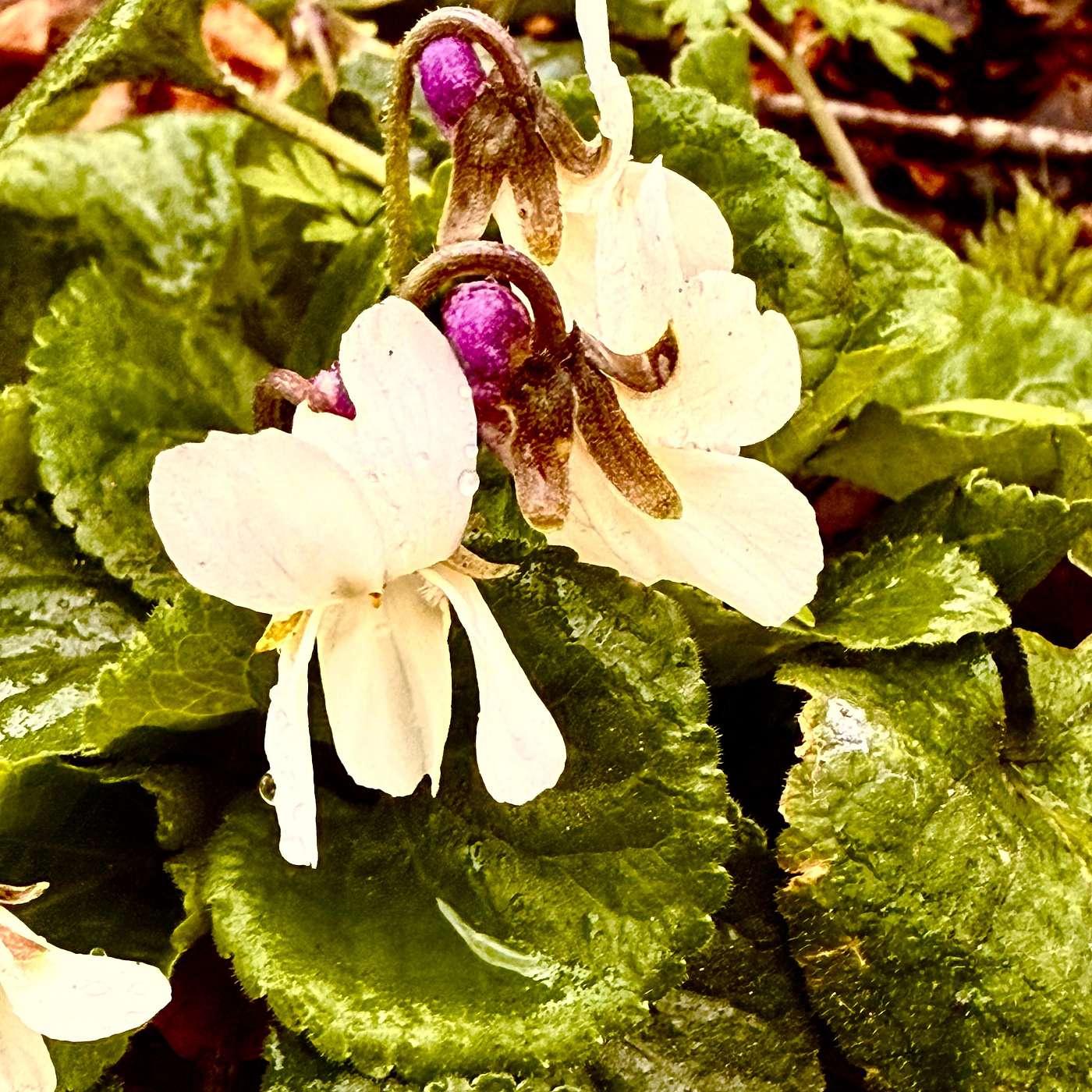 Live violin 🎻 magic from Dorset Fiddlers; and pondering that Wonder and Beauty often springs from cracks and imperfections.