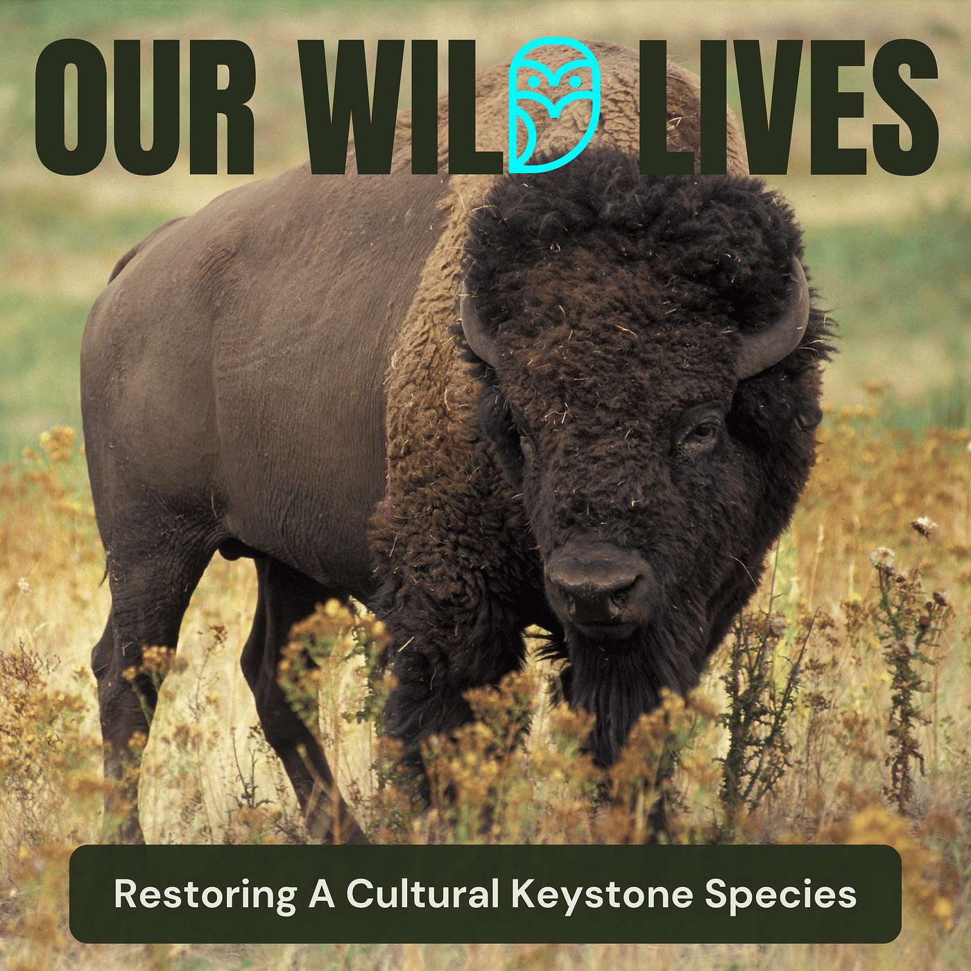 Restoring a Cultural Keystone Species