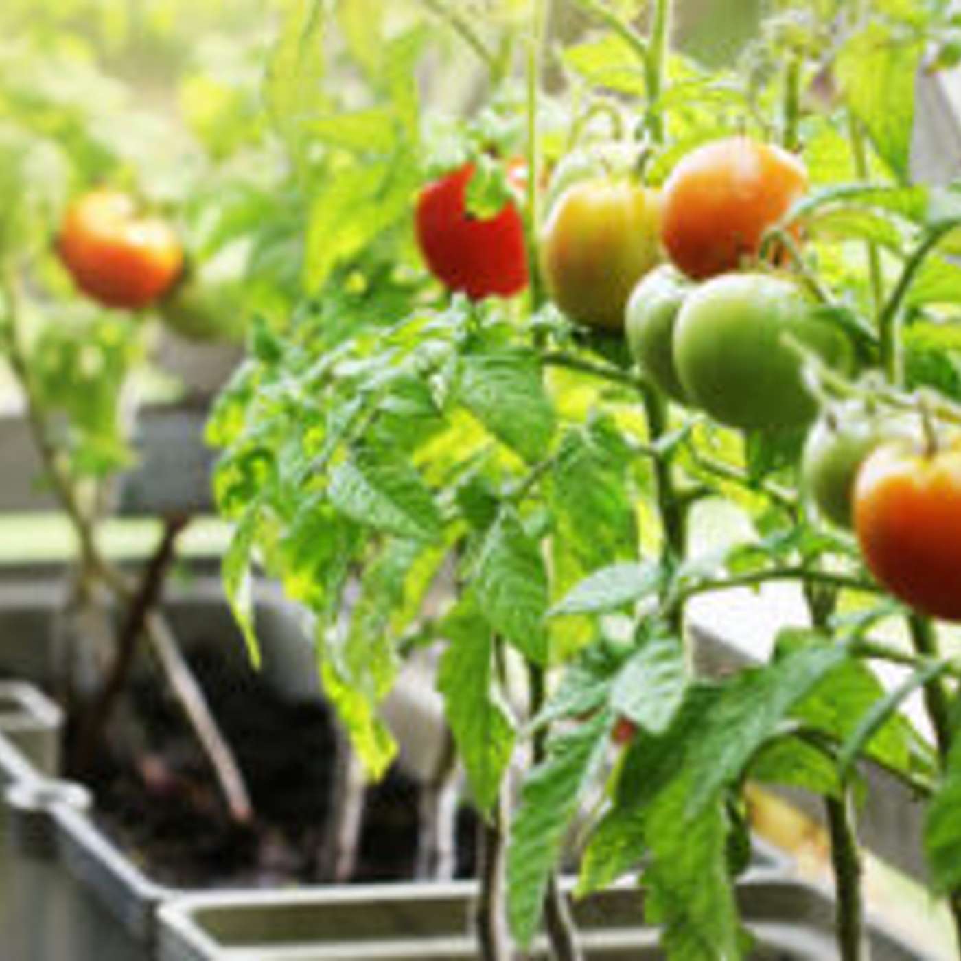 Community Garden Project in West Phoenix