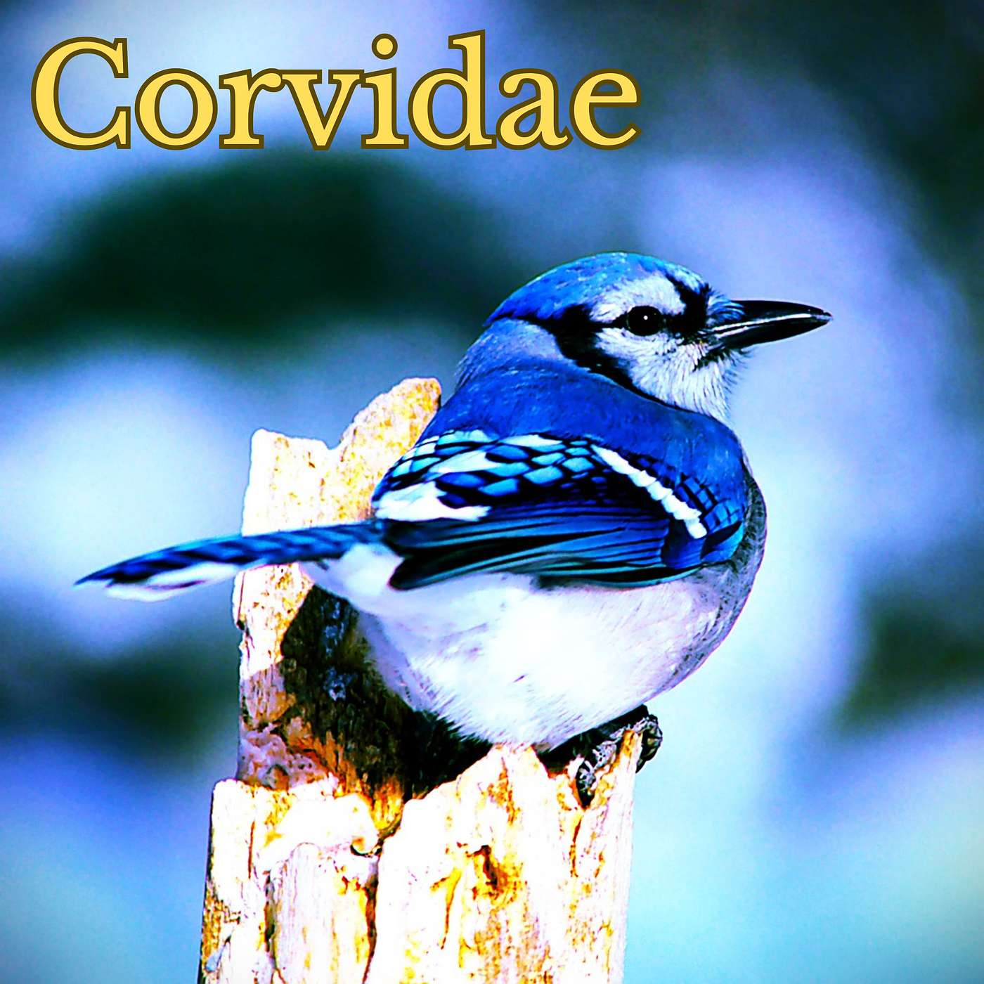 Corvidae (Part V)