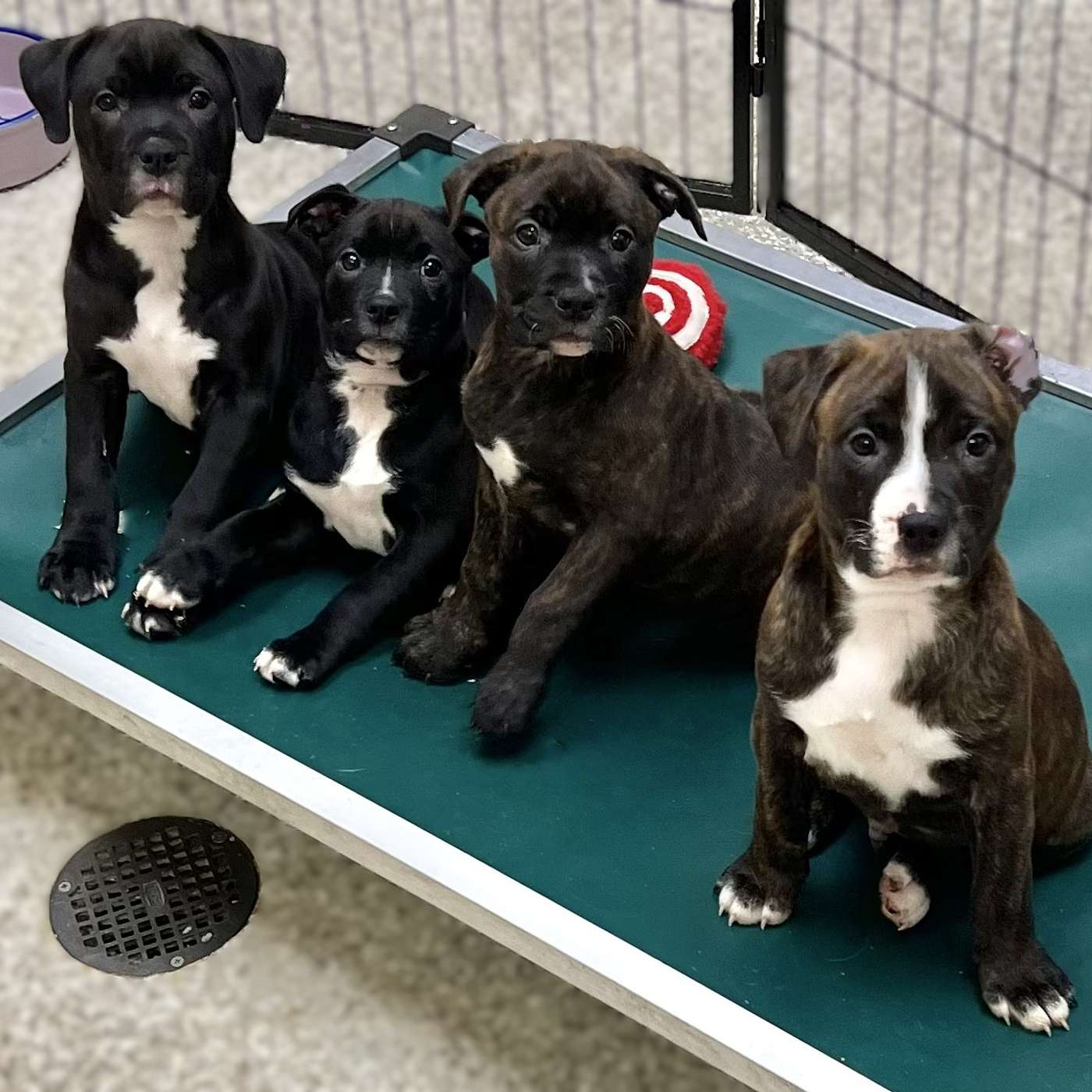 PUPPY CHAOS! Meet The Outsiders! Our POP-PAW-RAZZI Superstars of the Week!